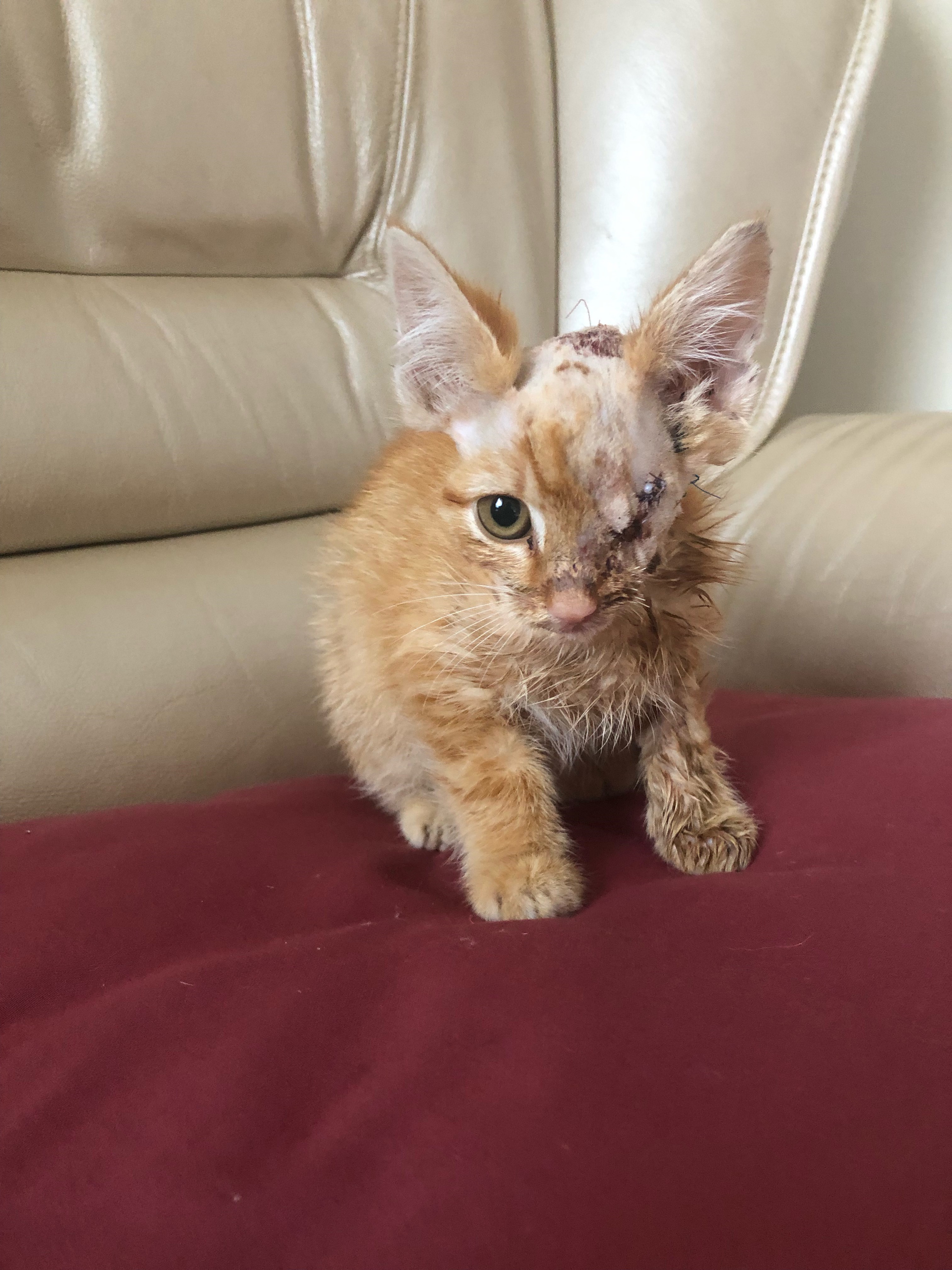 Pirate the kitten after surgery