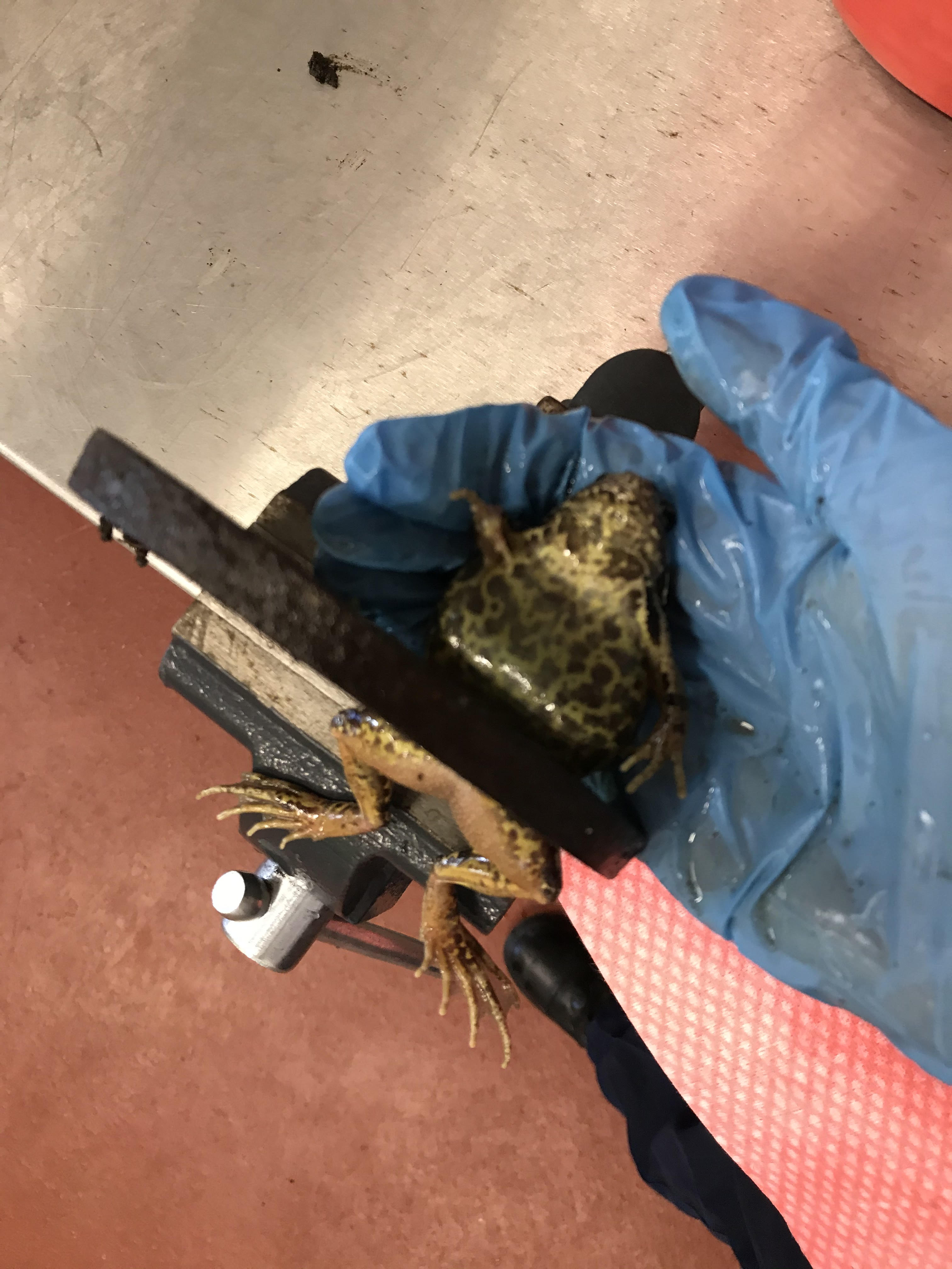 The frog was rescued when firefighters used an electric saw to cut it out (RSPCA/PA)