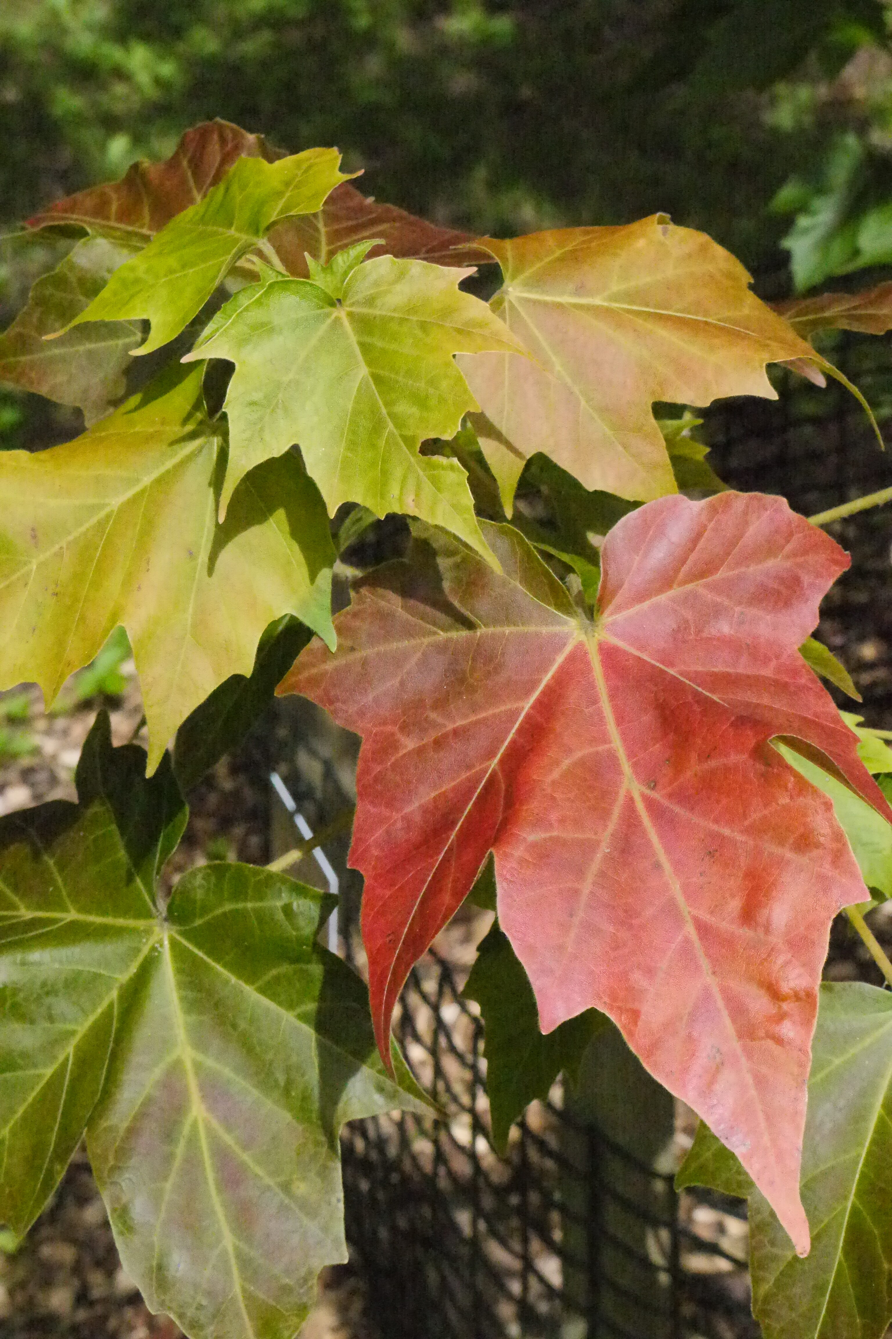 The critically endangered Acer amamiense in the collection at Westonbirt Arboretum, Gloucestershire (Dan Crowley)