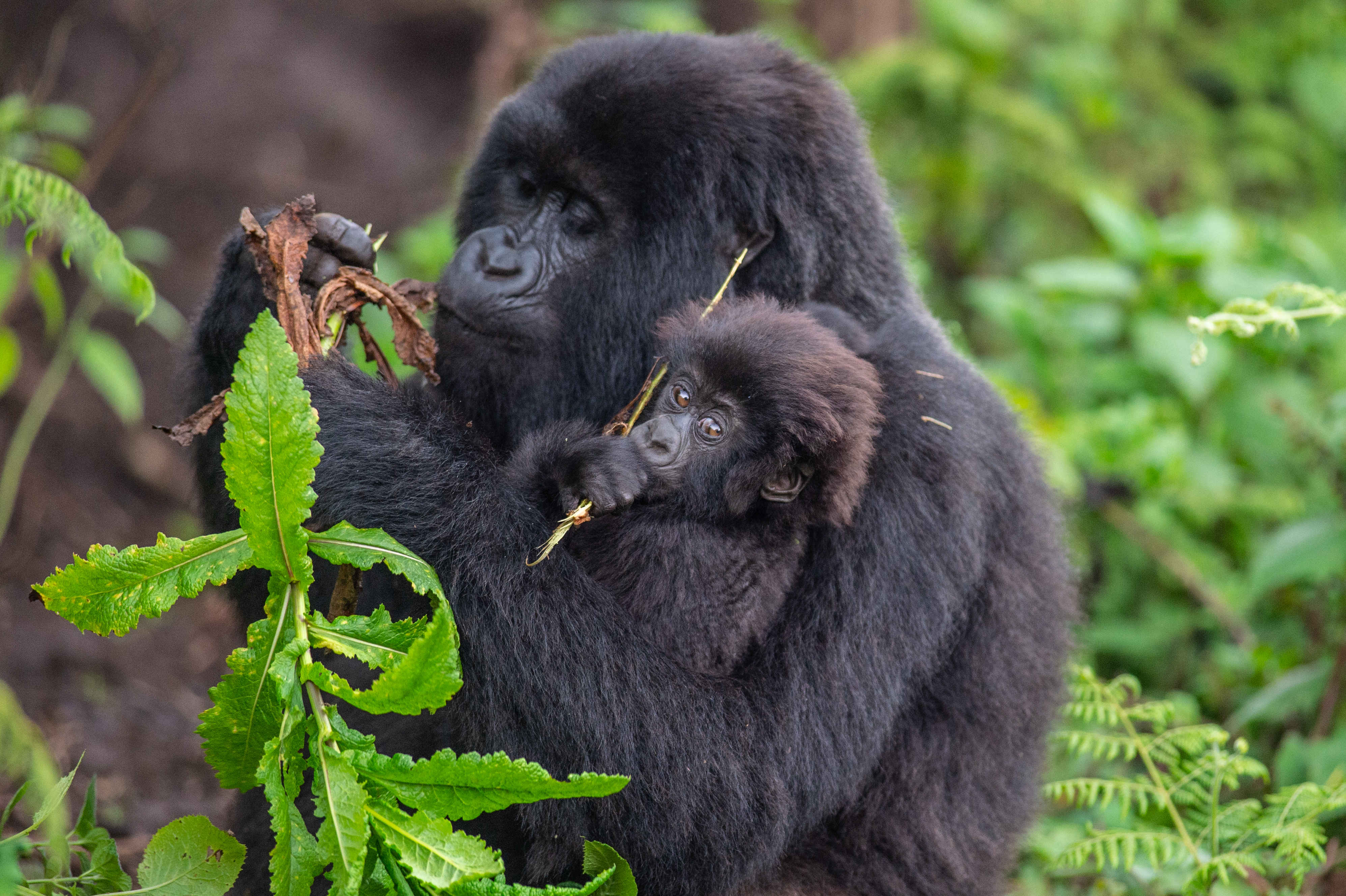 Steps have been taken to protect the endangered animals from Covid-19 (Rwanda Development Board/PA)