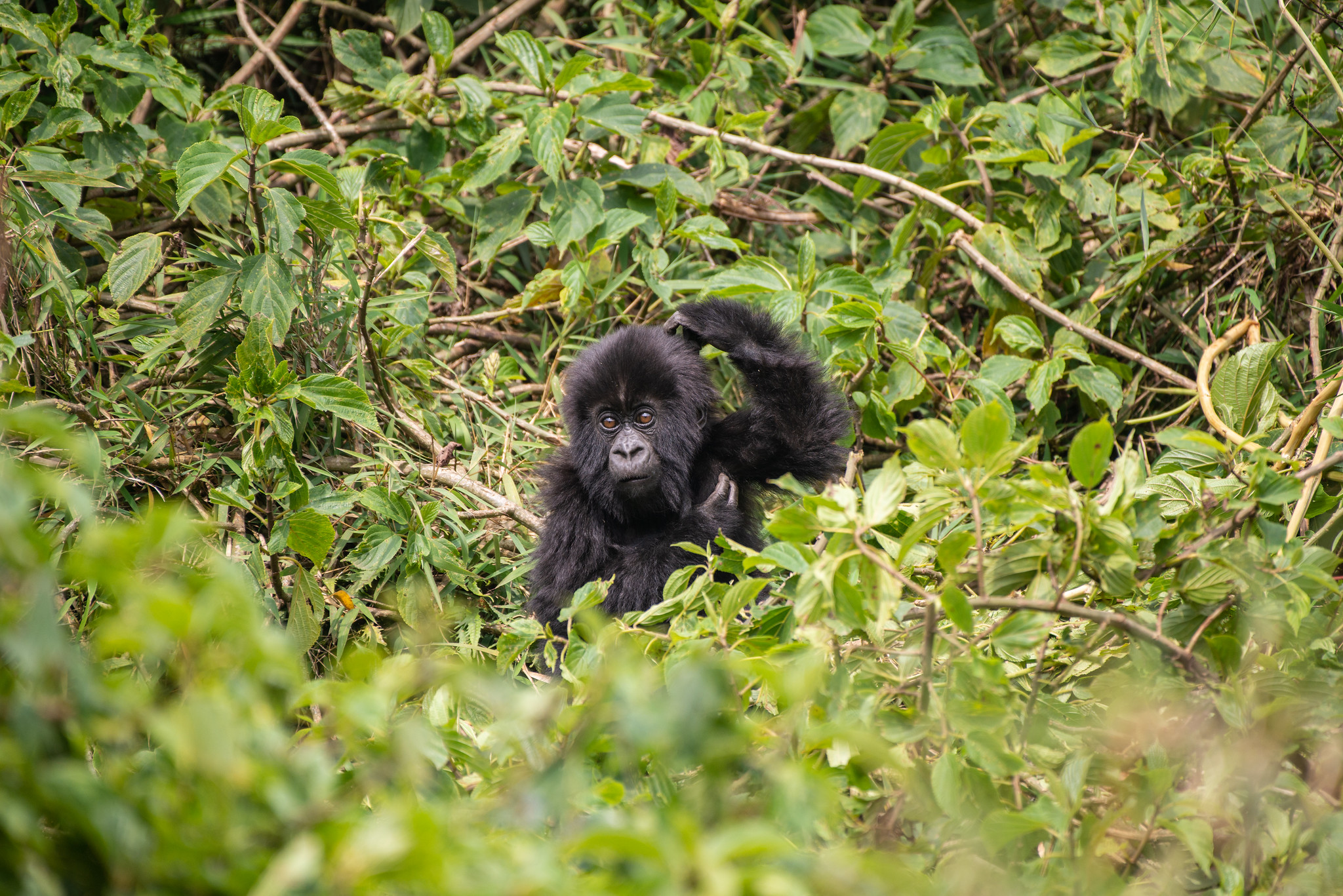 Mountain gorillas are endangered but have seen numbers increase thanks to conservation efforts (Rwanda Development Board/PA)