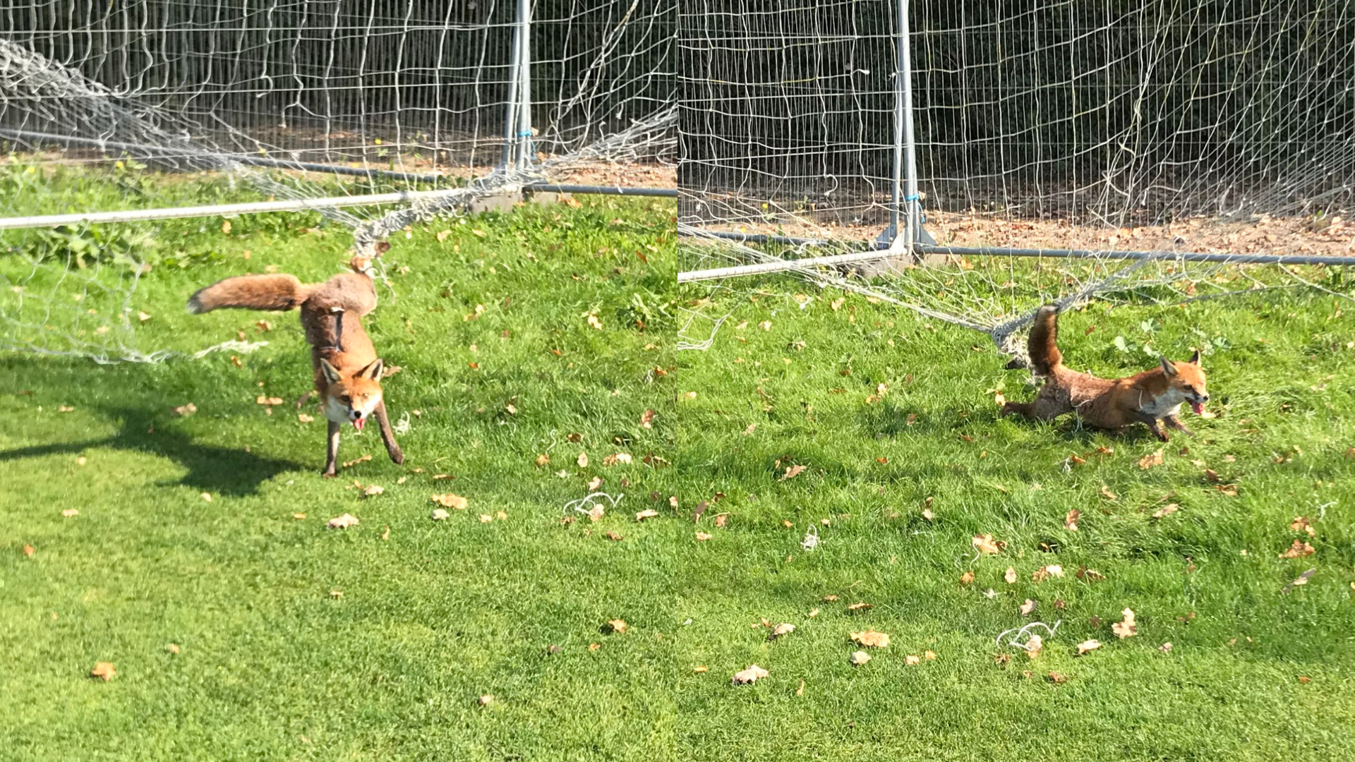 A fox tangled in perimeter netting at Charlton Athletic's training ground in London