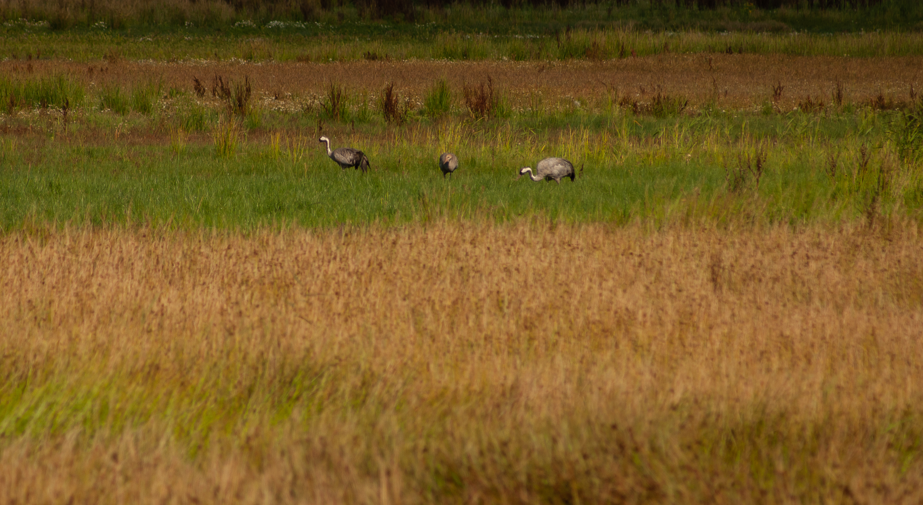 New fenland habitat could provide a home for cranes which have recolonised a nearby reserve (John Oliver)