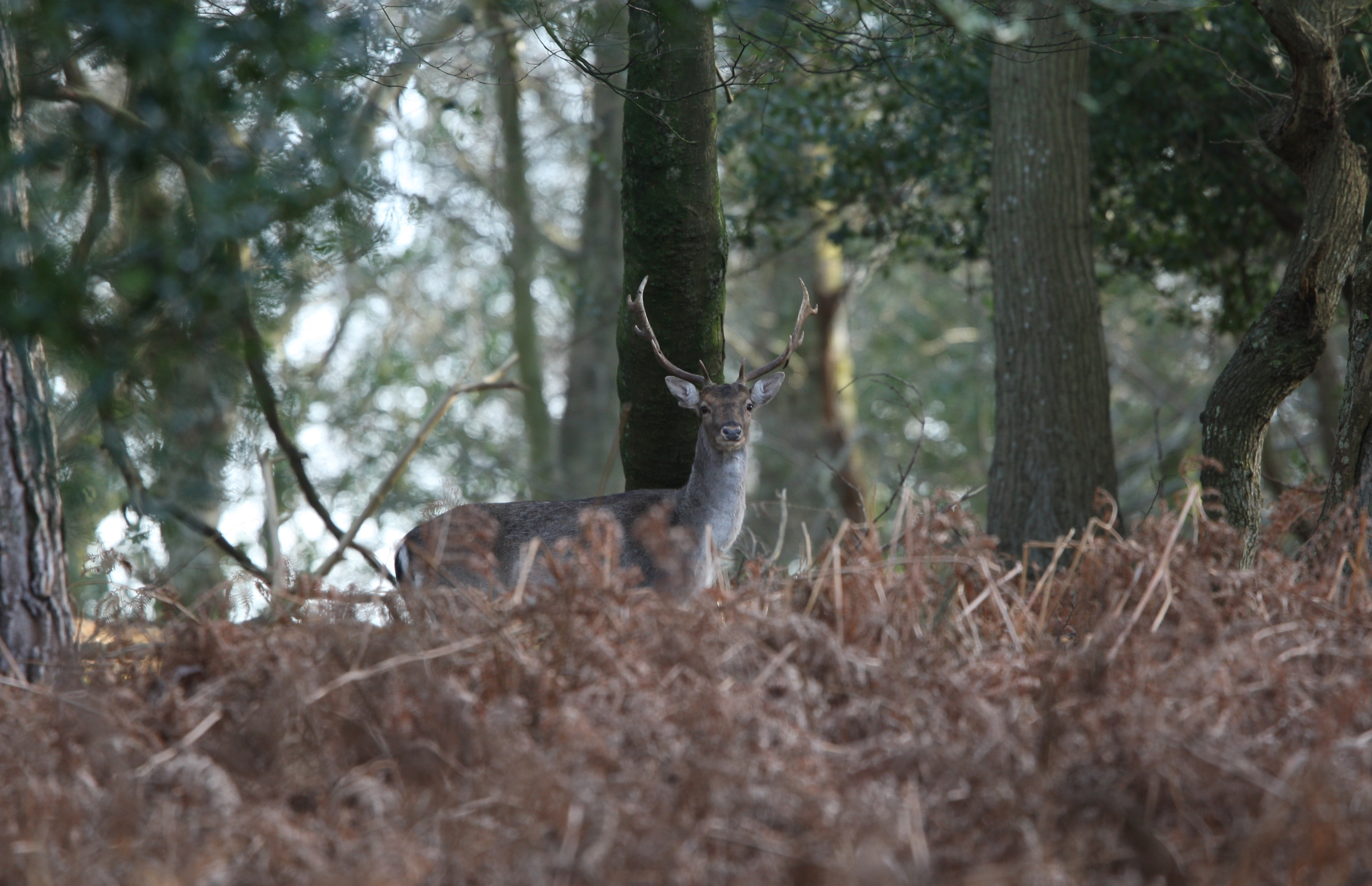 New Forest Wild Male Sika Deer near Bolderwood