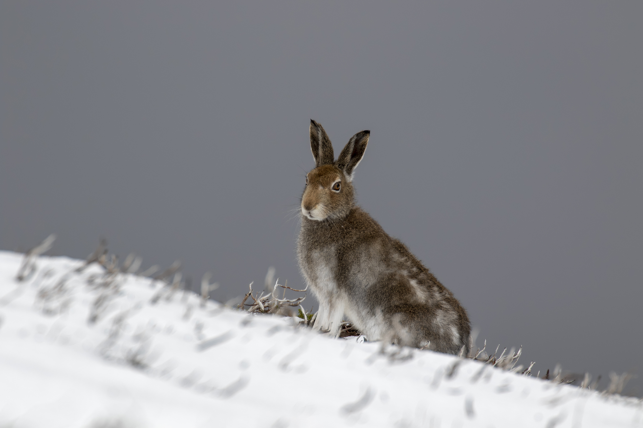Mountain hare (iStock/PA)