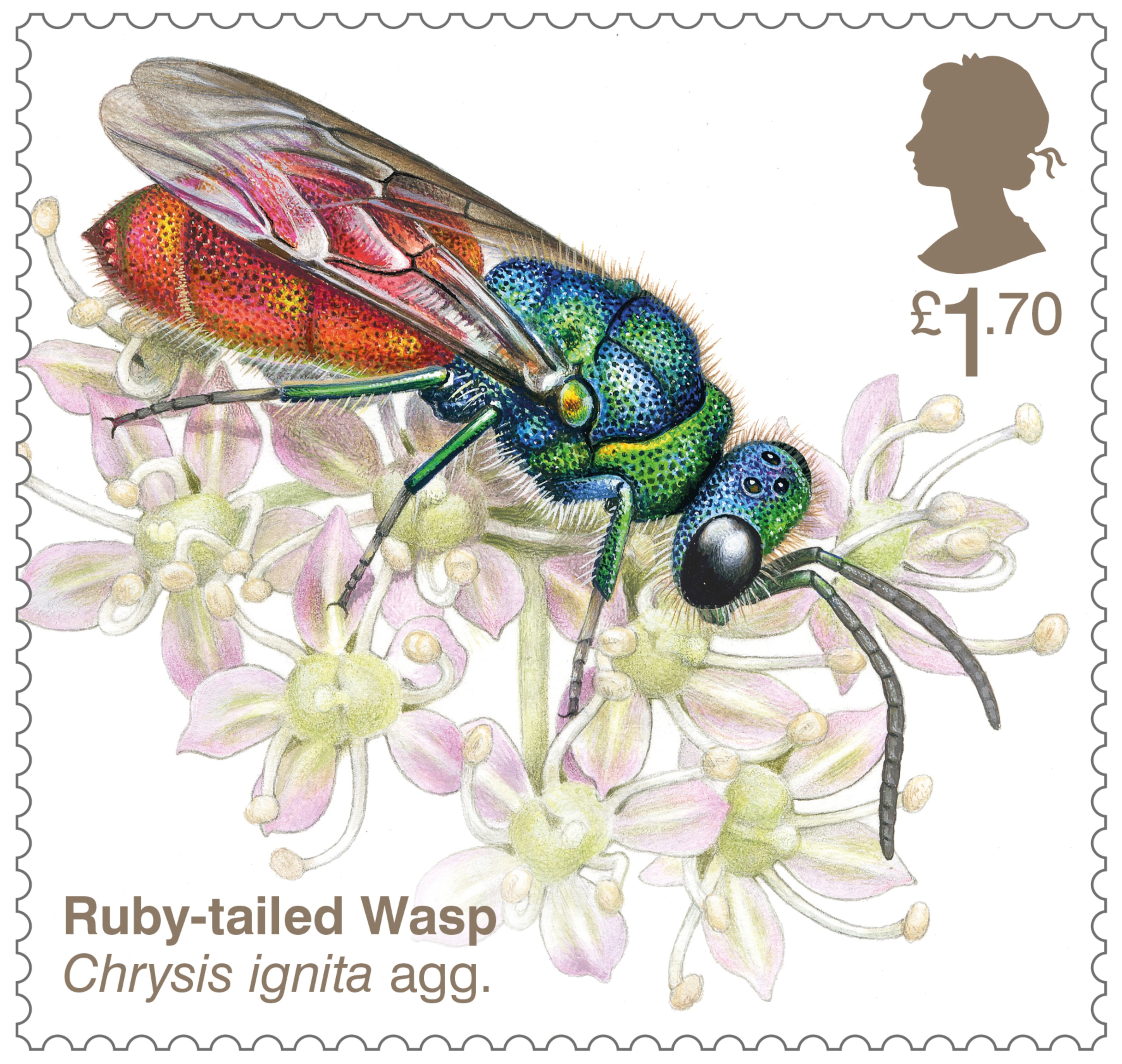 Ruby-tailed wasp stamp