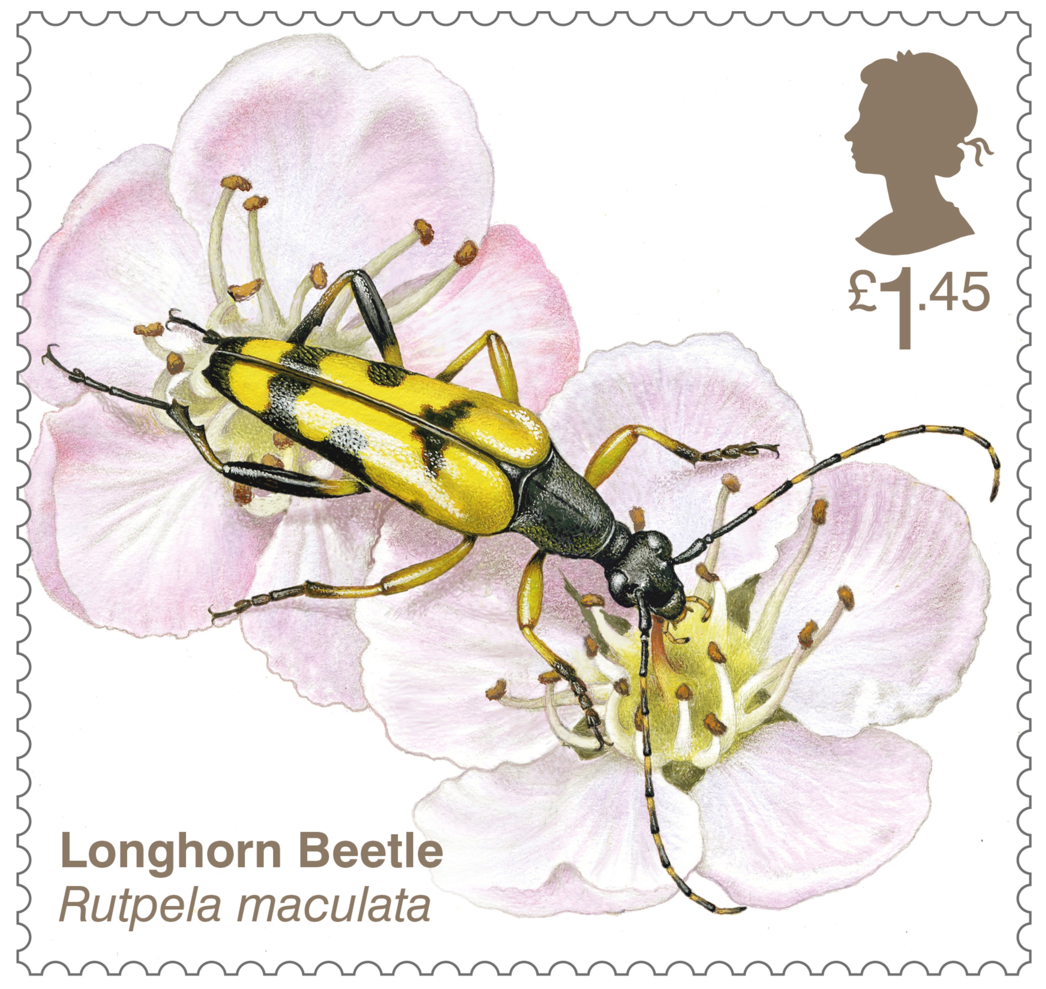 Longhorn beetle stamp