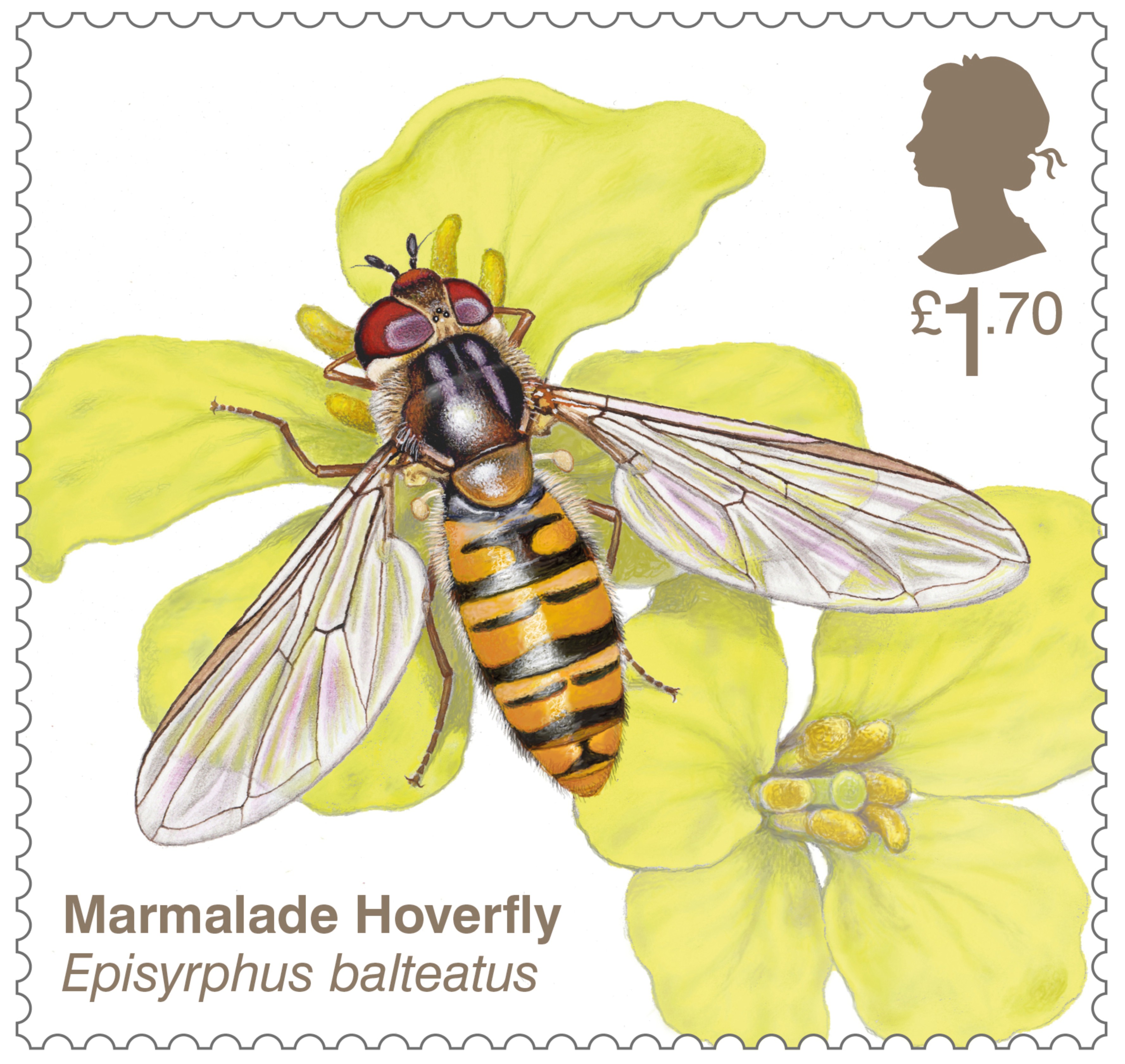 Marmalade hoverfly stamp