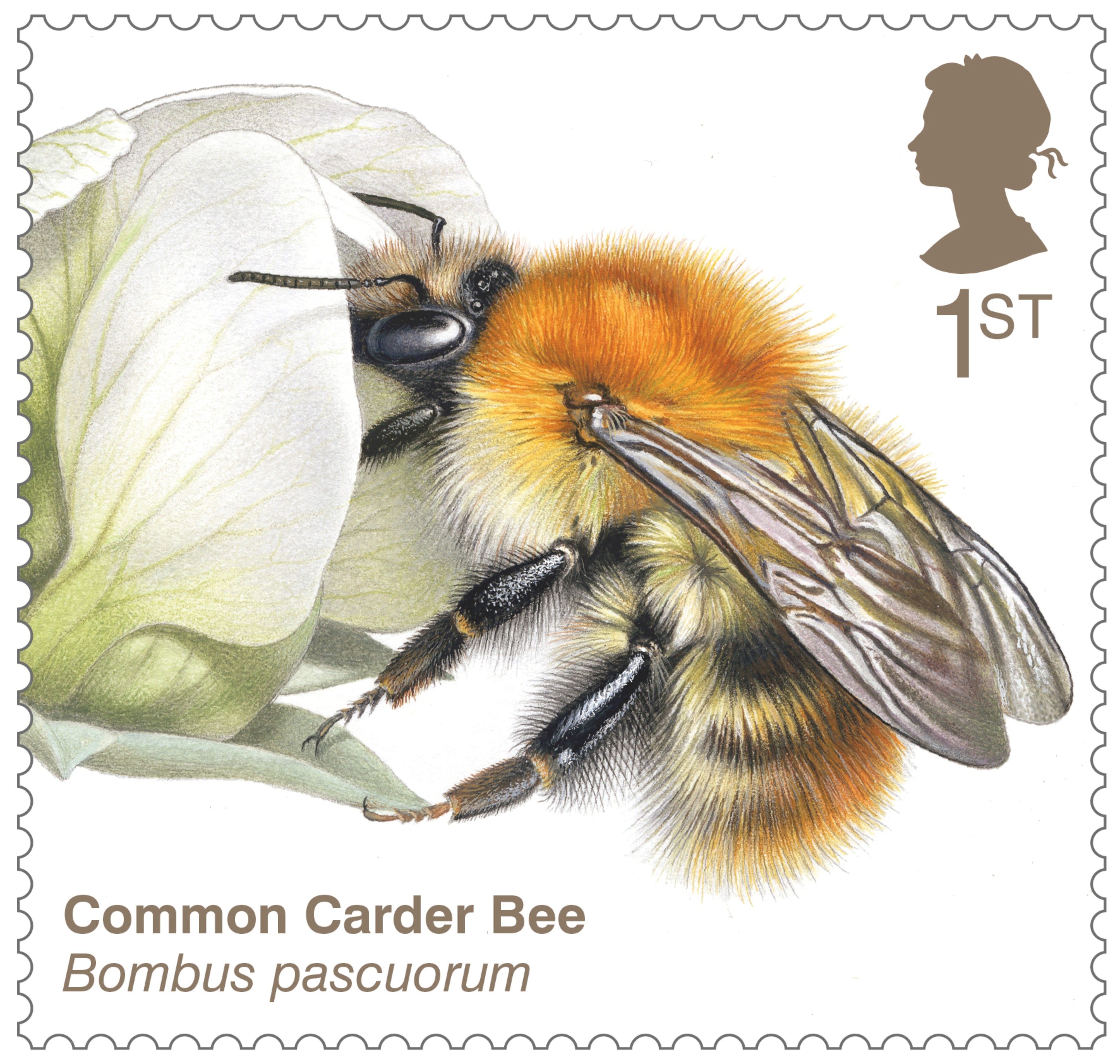 Common carder bee stamp 