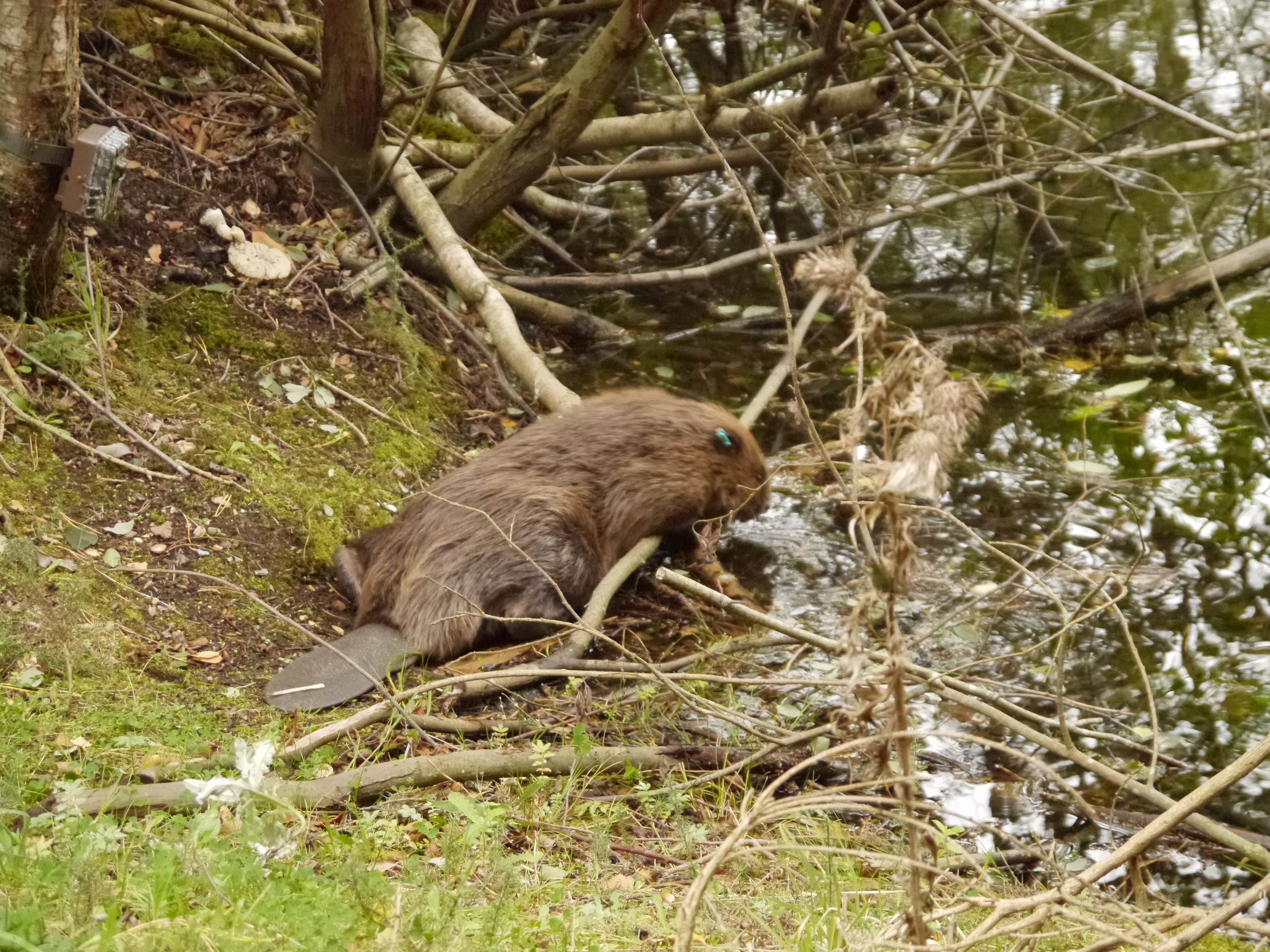 The males were released into territories established by the females (Wild Ken Hill)