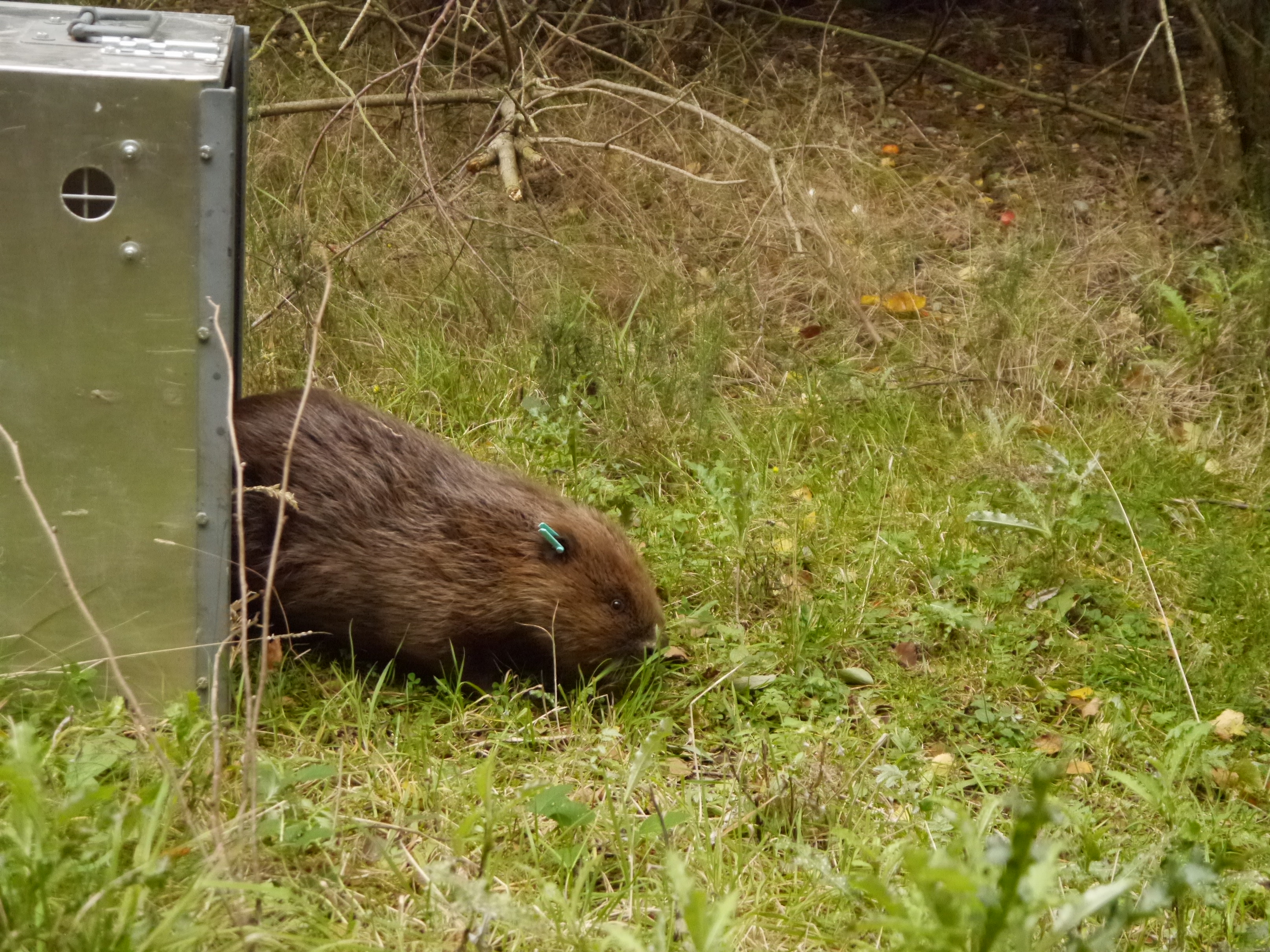 The two beavers were brought from Scotland and released in the enclosure in Norfolk (Wild Ken Hill)