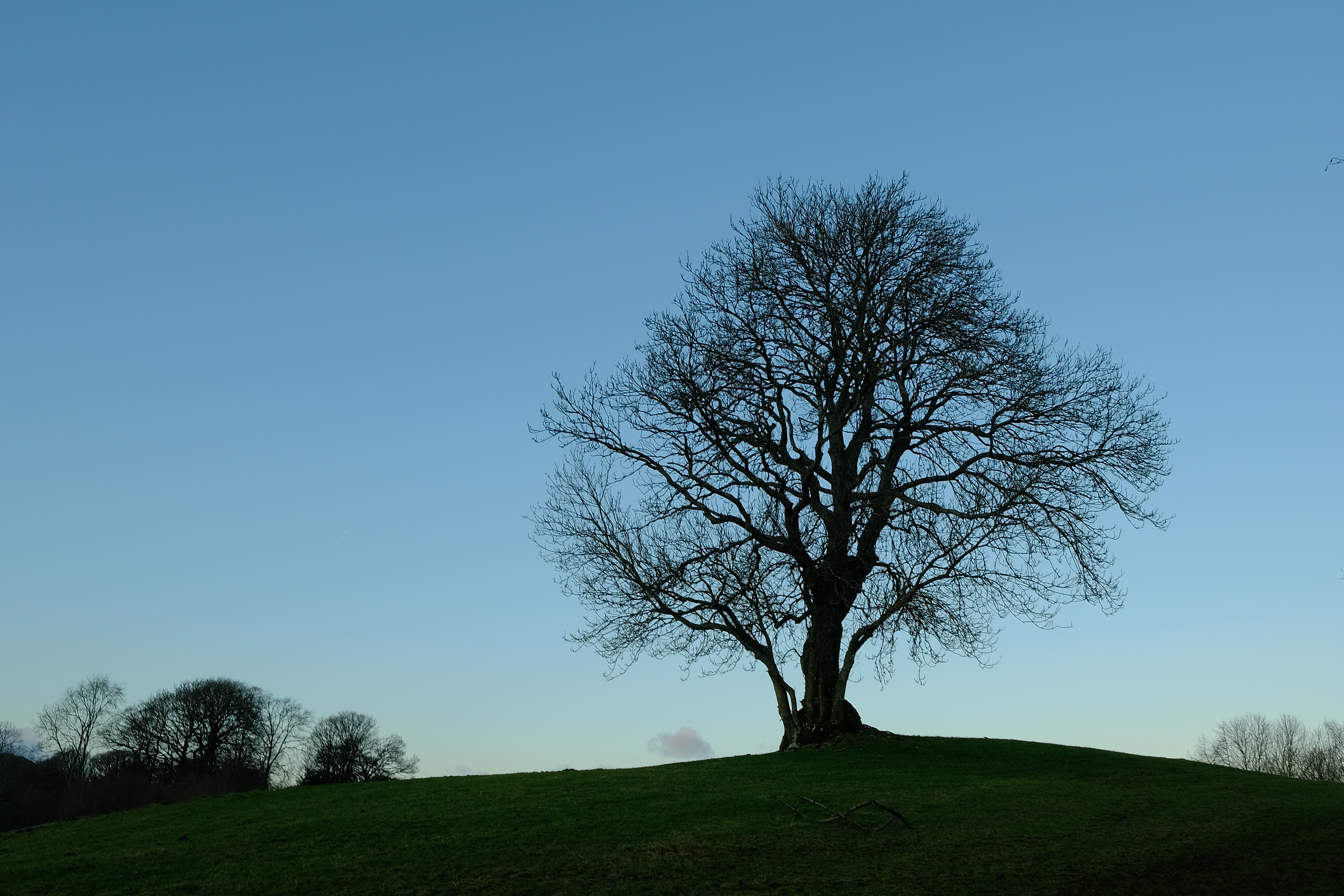The death of ash trees are expected to change the UK landscape (Peter Tasker/National Trust/PA)