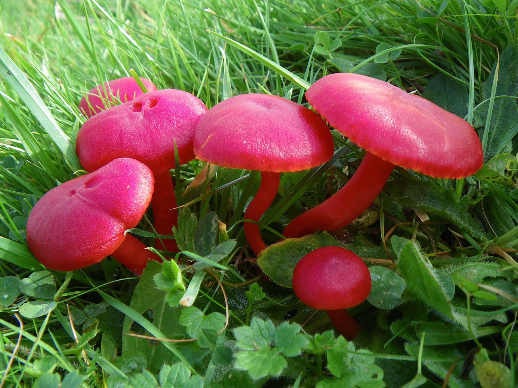Scarlet waxcap is found in grasslands in autumn (David Harries)