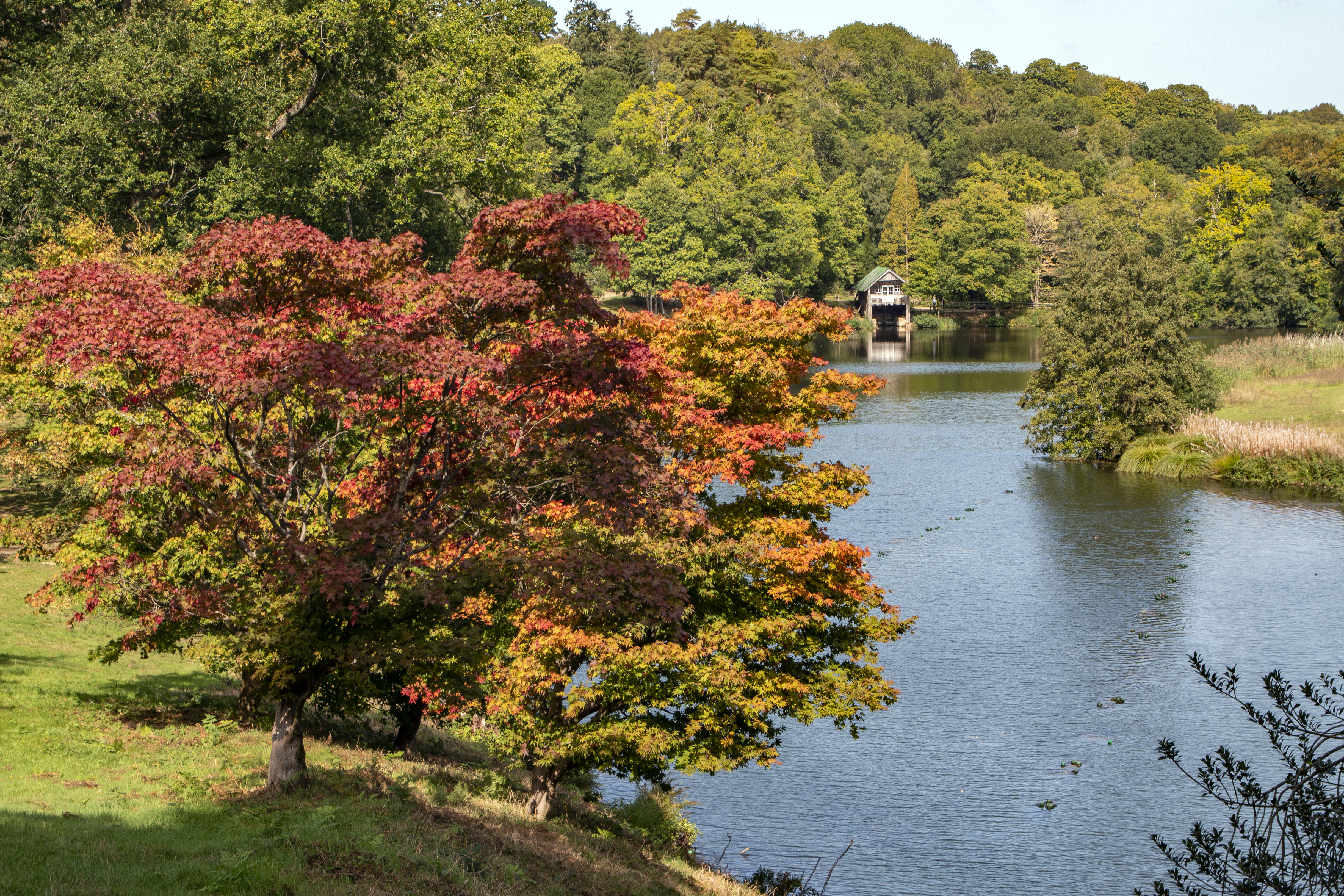 Winkworth Arboretum is already seeing early autumn colour (National Trust/Hugh Mothersole/PA)