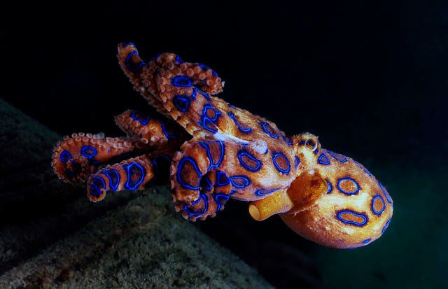 World Octopus Day: 8 reasons the octopus is nature’s greatest miracle