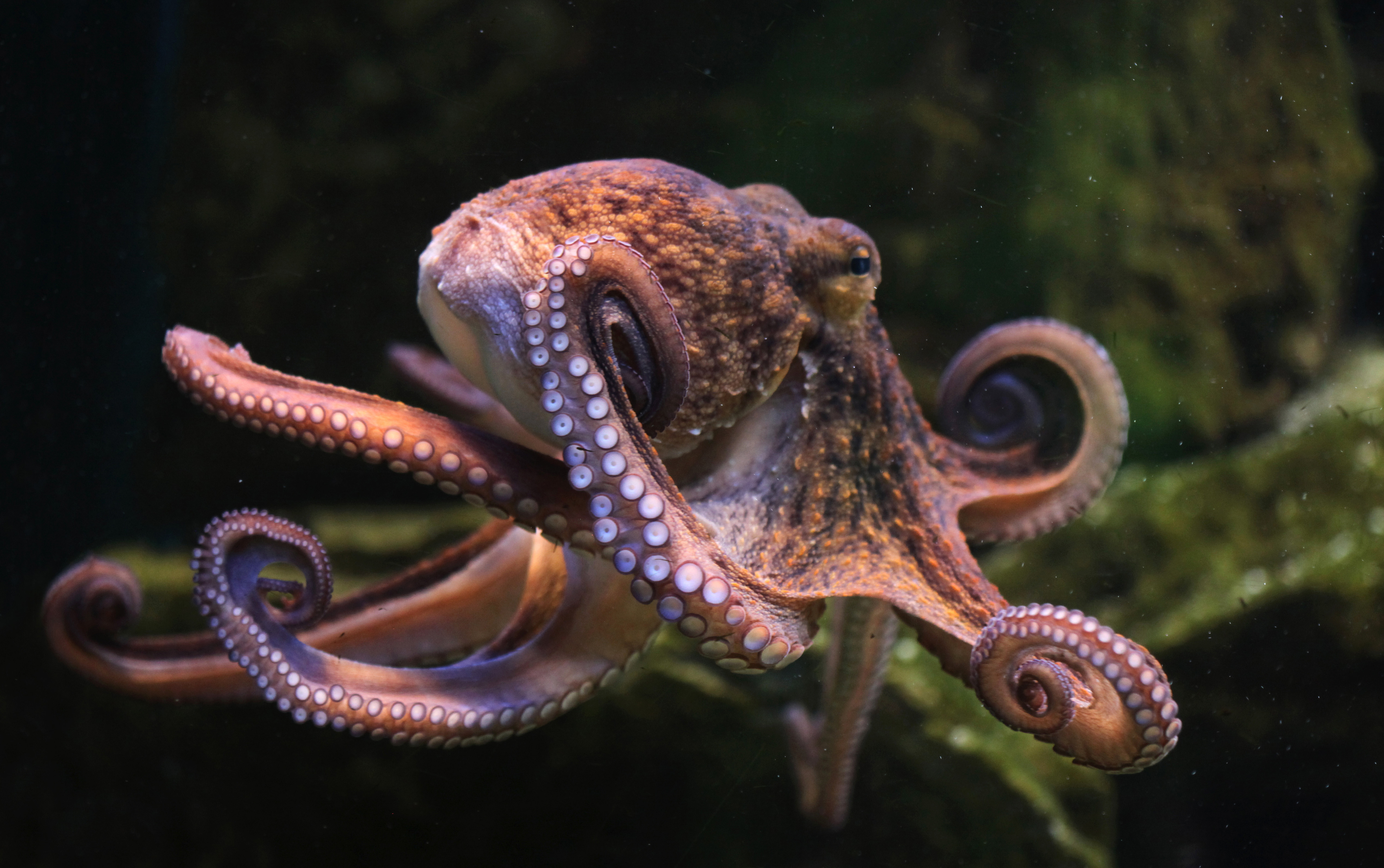 What Is A Octopus Habitat at Joni Baumgartner blog