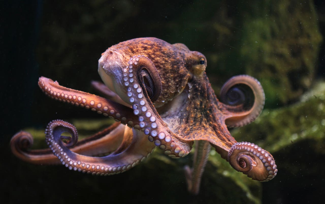 World Octopus Day 8 reasons the octopus is nature’s greatest miracle