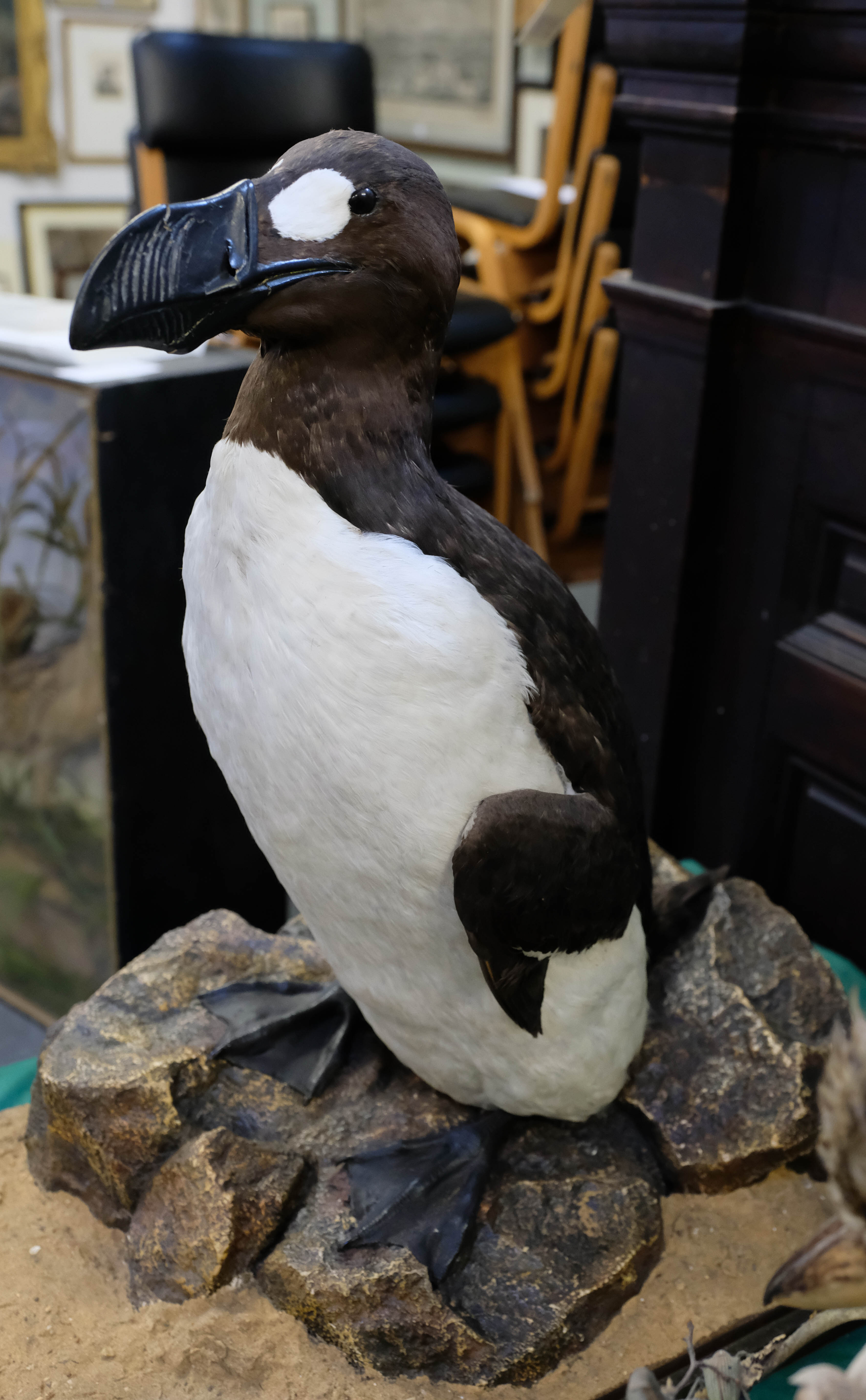 Great Auk! Replica of extinct bird sells for £25,000 | Jersey Evening Post