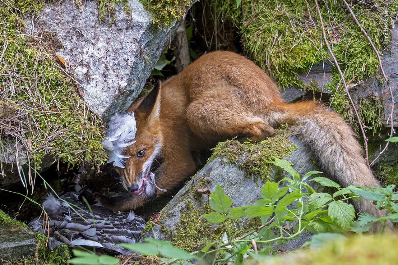 A picture of a fox eating a goose won the Young Wildlife Photographer of the Year award