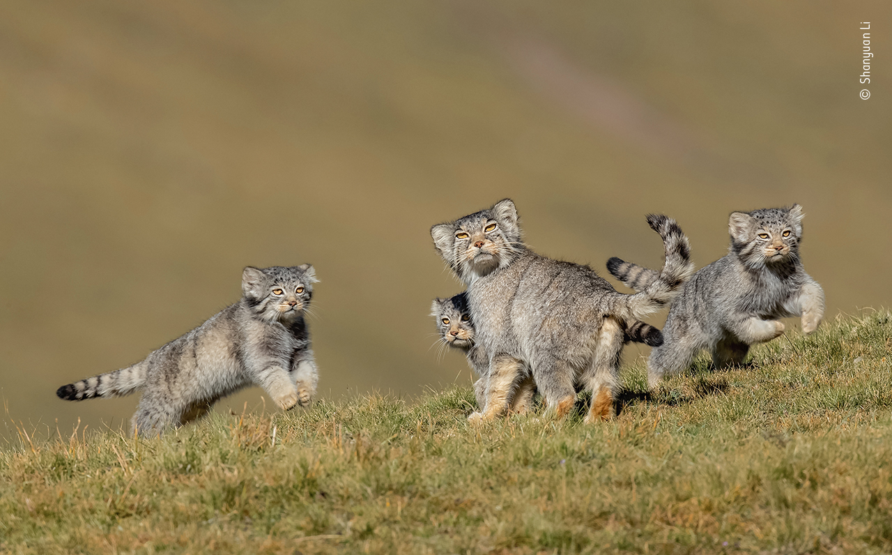 A rare shot of Pallas's cats (Shanyuan Li/Wildlife Photographer of the Year 2020)