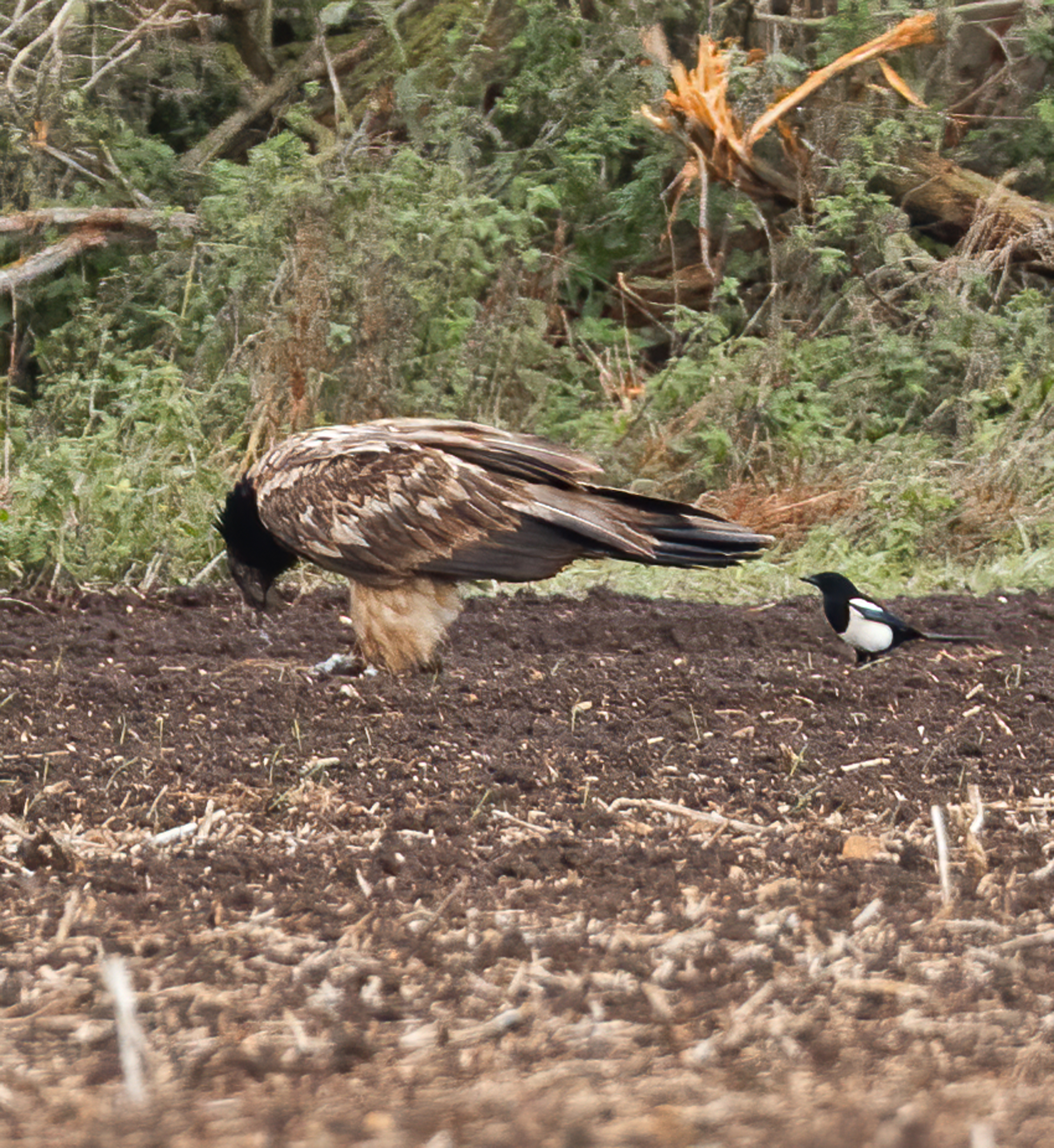 A bearded vulture has only been seen once in the UK before (Ashley James)