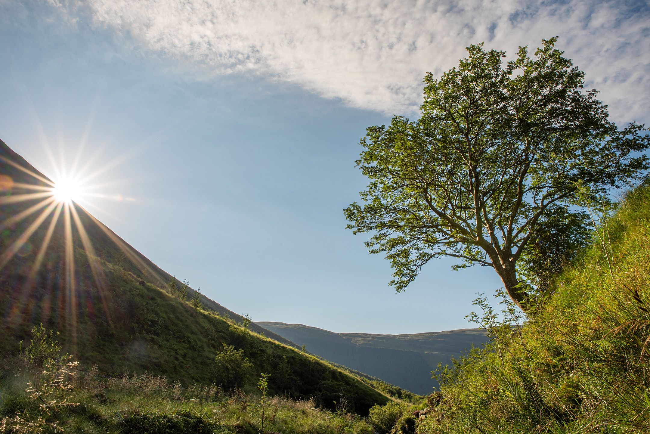 The Scotland Tree of the Year winner is the Survivor Tree in Carrifran valley (Aiden Maccormick/Woodland Trust/PA)