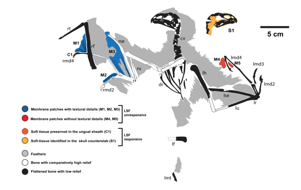 a map of the skeleton and soft tissues of Yi qi