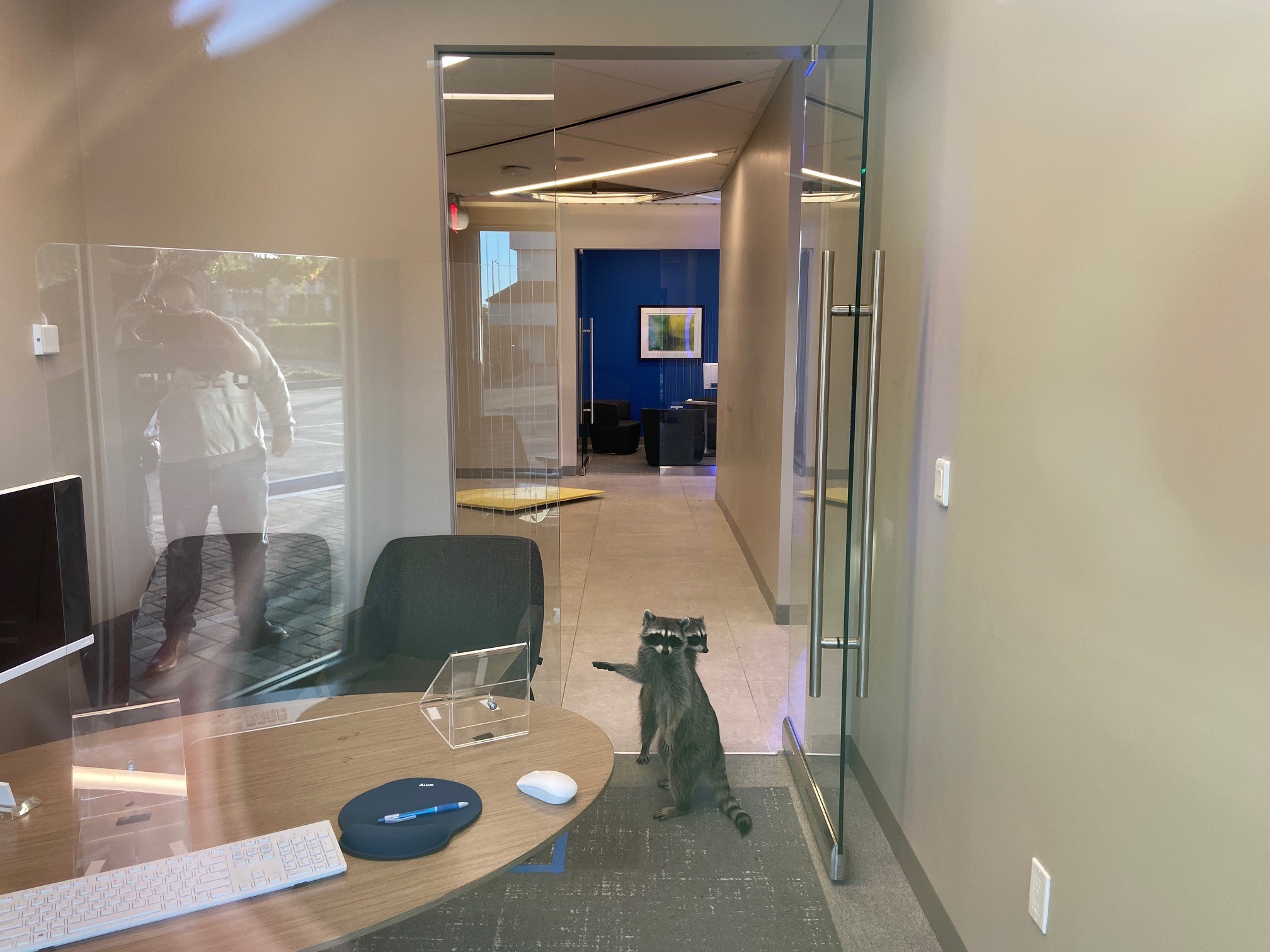 Two raccoons were spotted inside a bank in California 