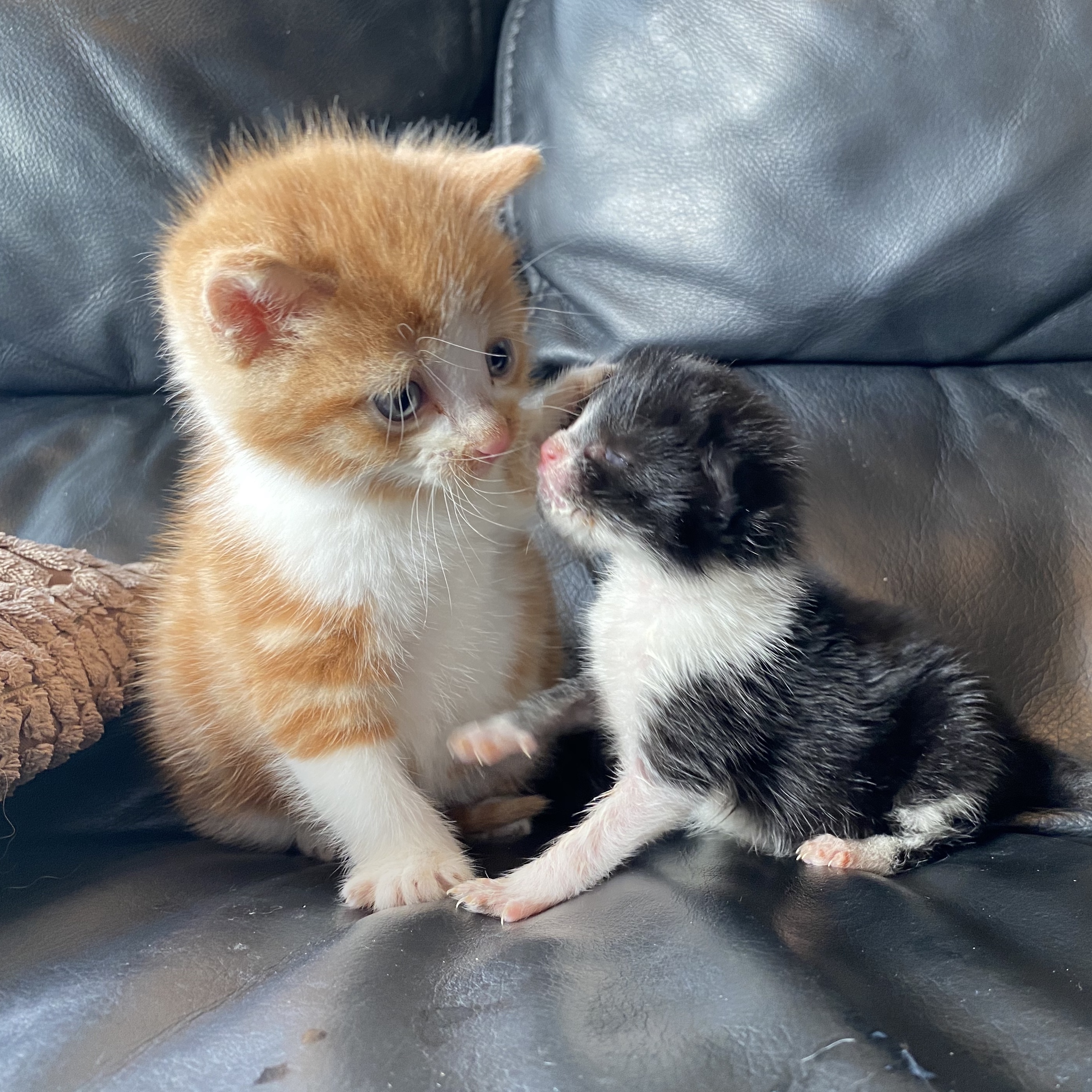 Kittens Lennon and Ringo have become firm friends while being cared for at the RSPCA Wirral and Chester branch (RSPCA/PA)