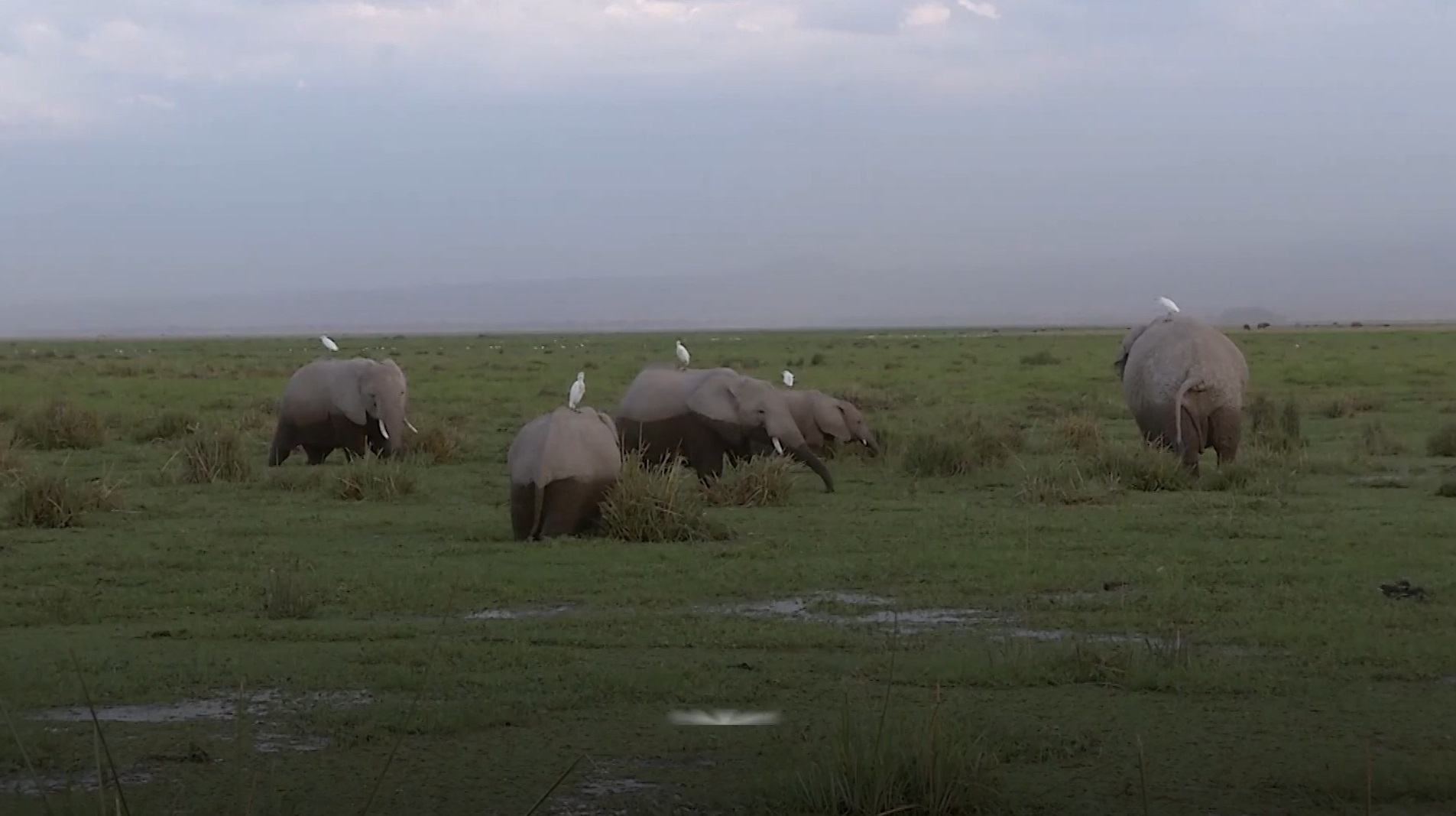 Elephants in Amboseli National Park, Kenya