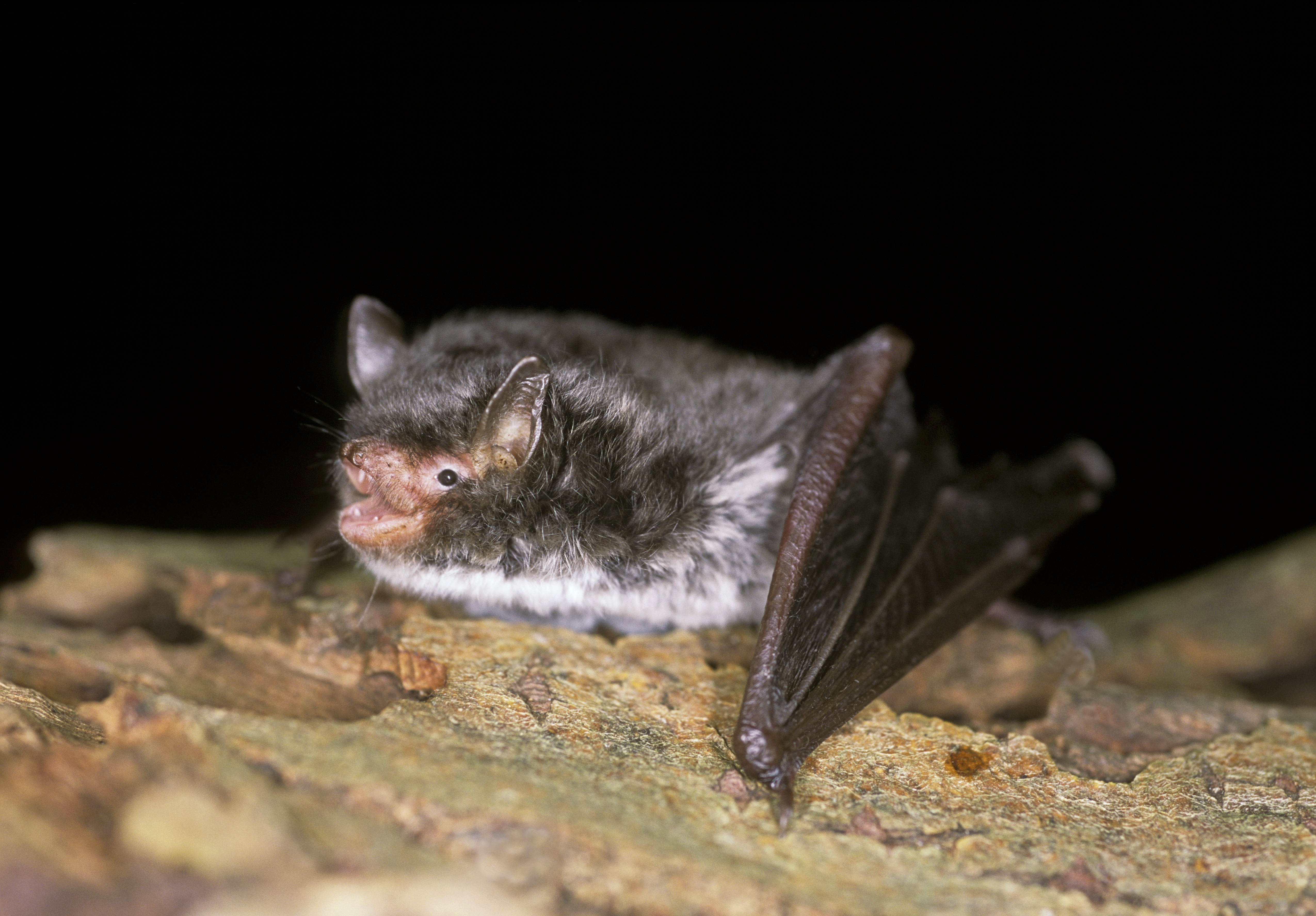The pilot has allowed for large scale surveying that would not be possible before (Hugh Clark/www.bats.org.uk/PA)
