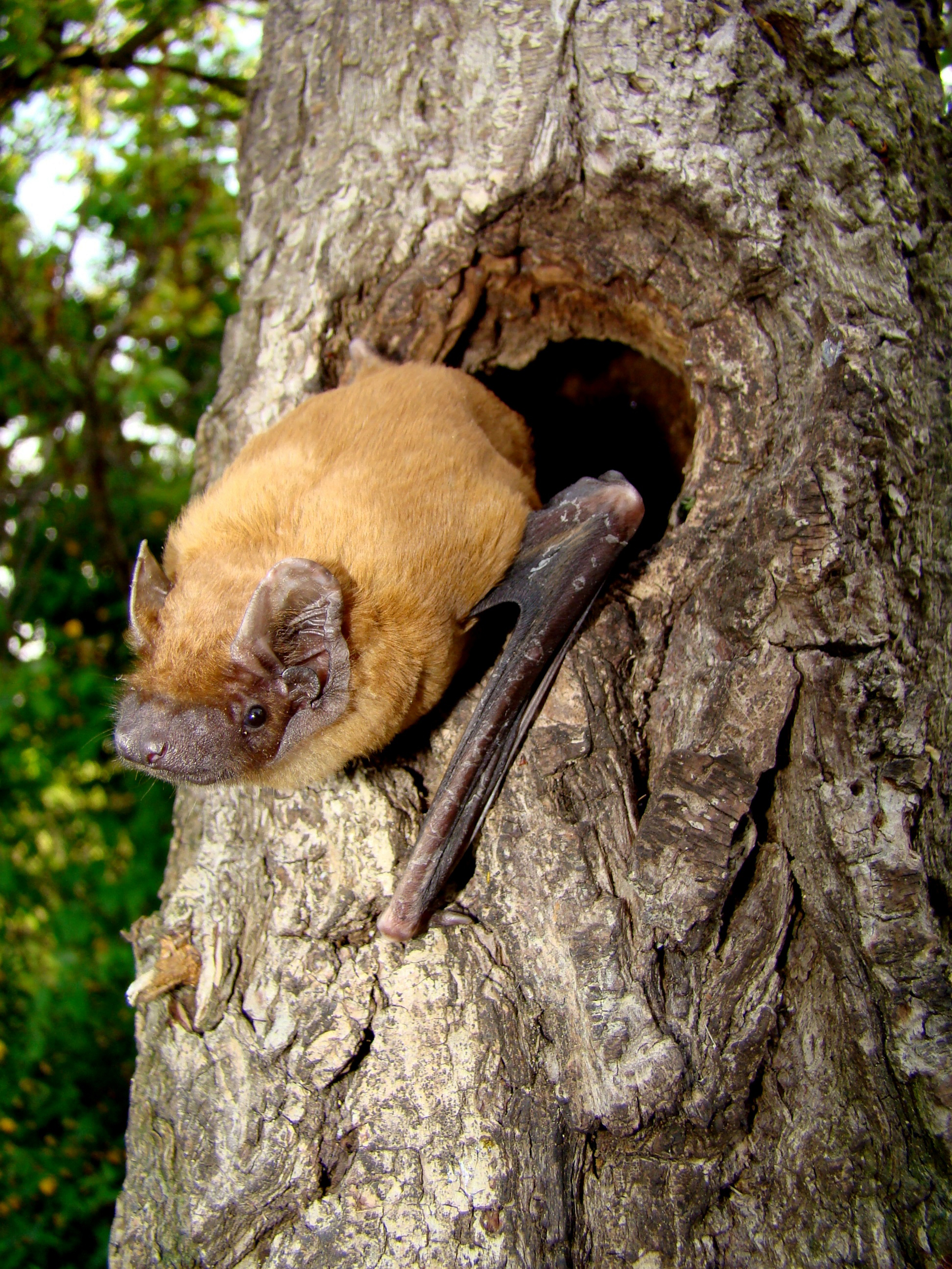 Woodland bats are key indicator species for the health of the habitat as a whole (Martin Celuch/www.bats.org.uk/PA)