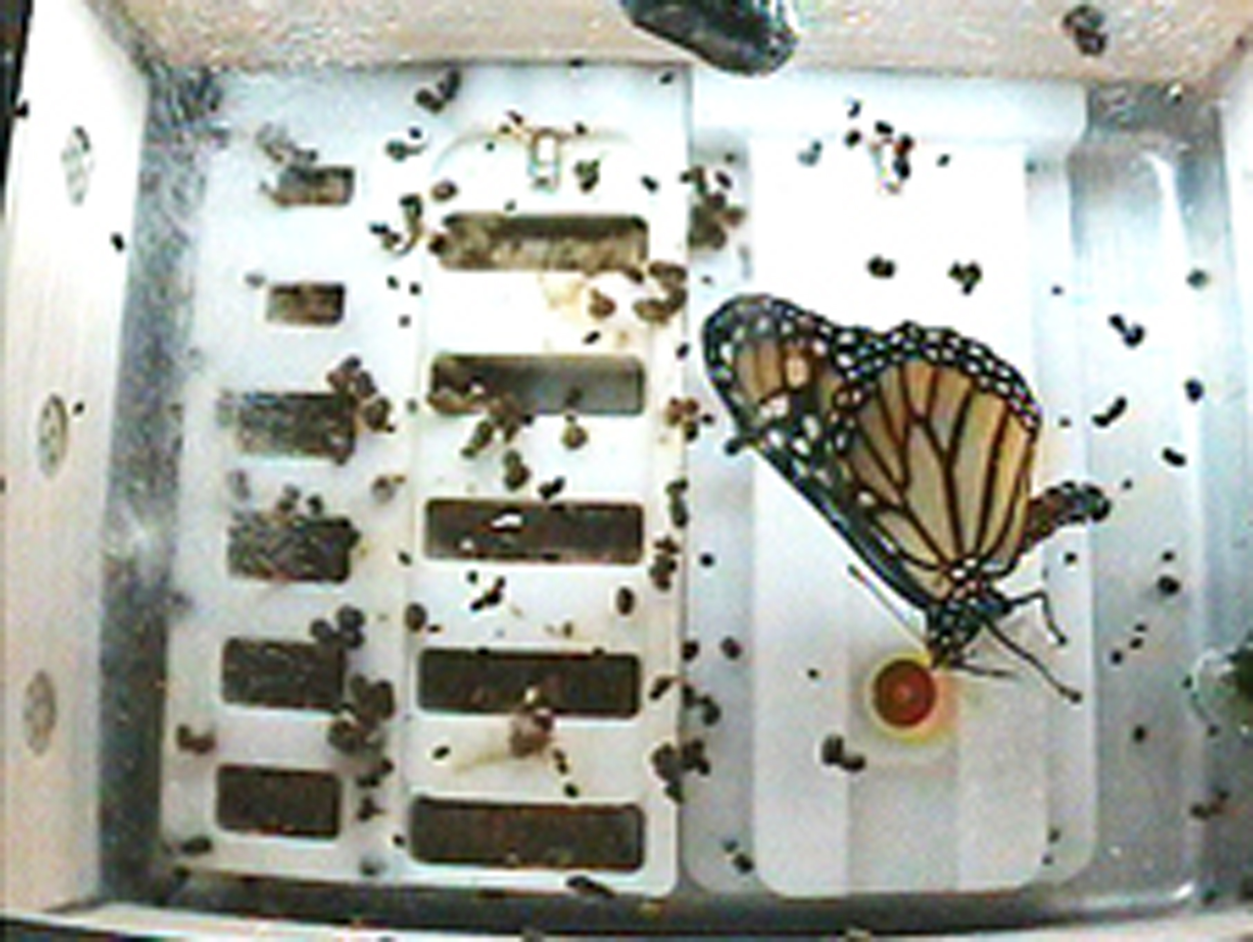 After completing its pupa stage, a Monarch butterfly emerges