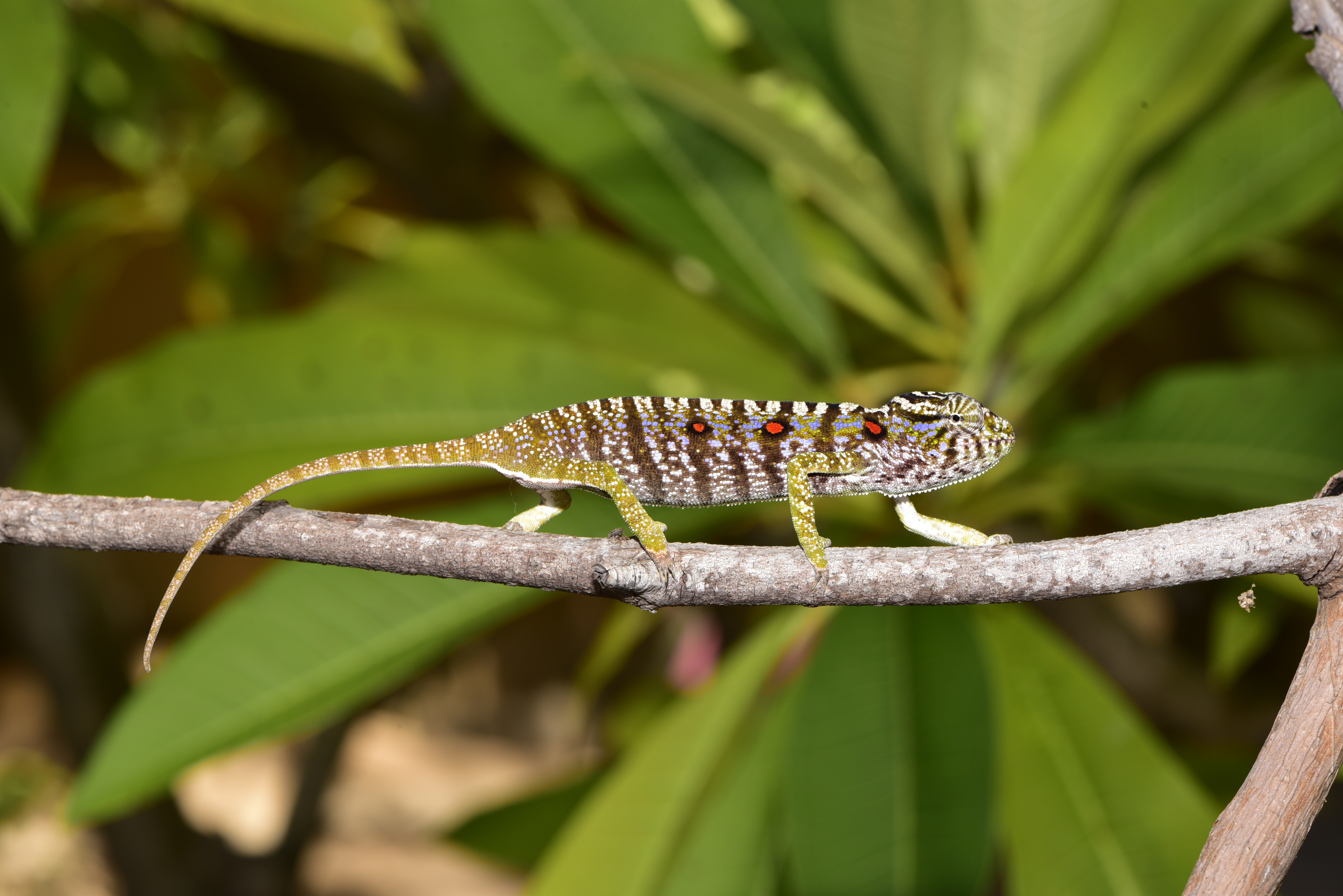 Germany Madagascar Chameleon Rediscovered