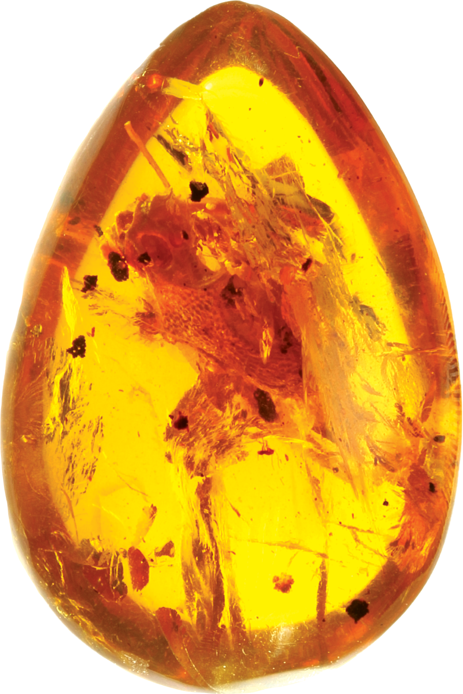 albanerpetontids fossil in amber 