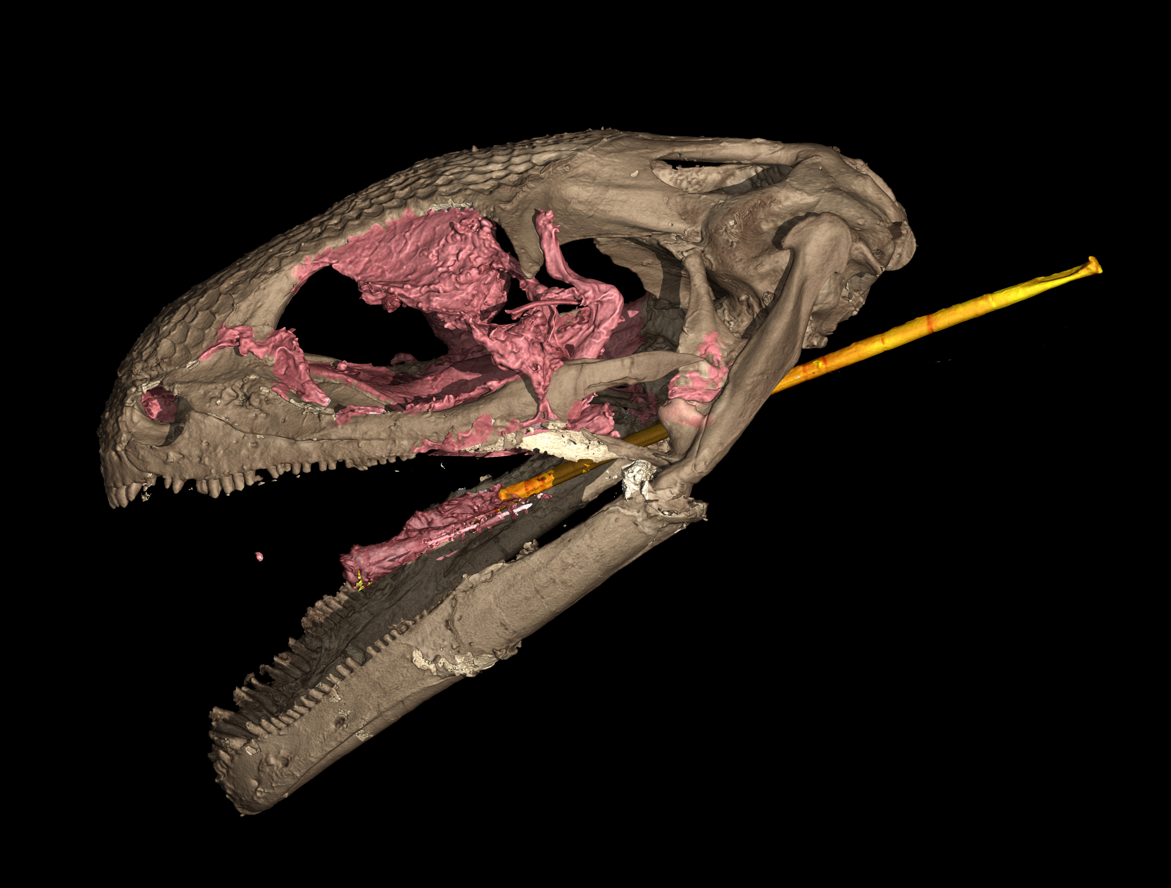 CT scan image of an albanerpetontid fossil skull 