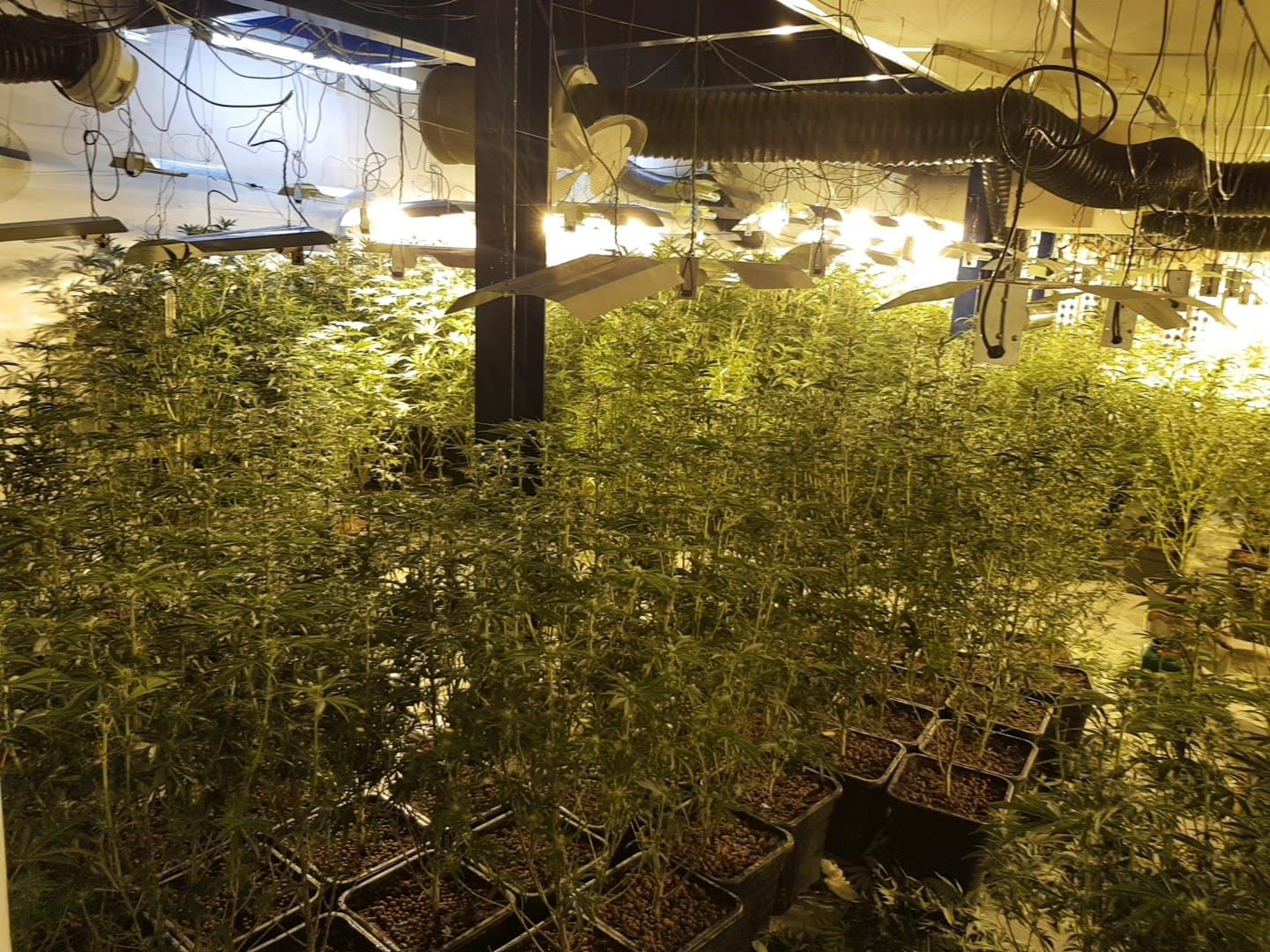 Dozens of plants crammed into a room under bright lights