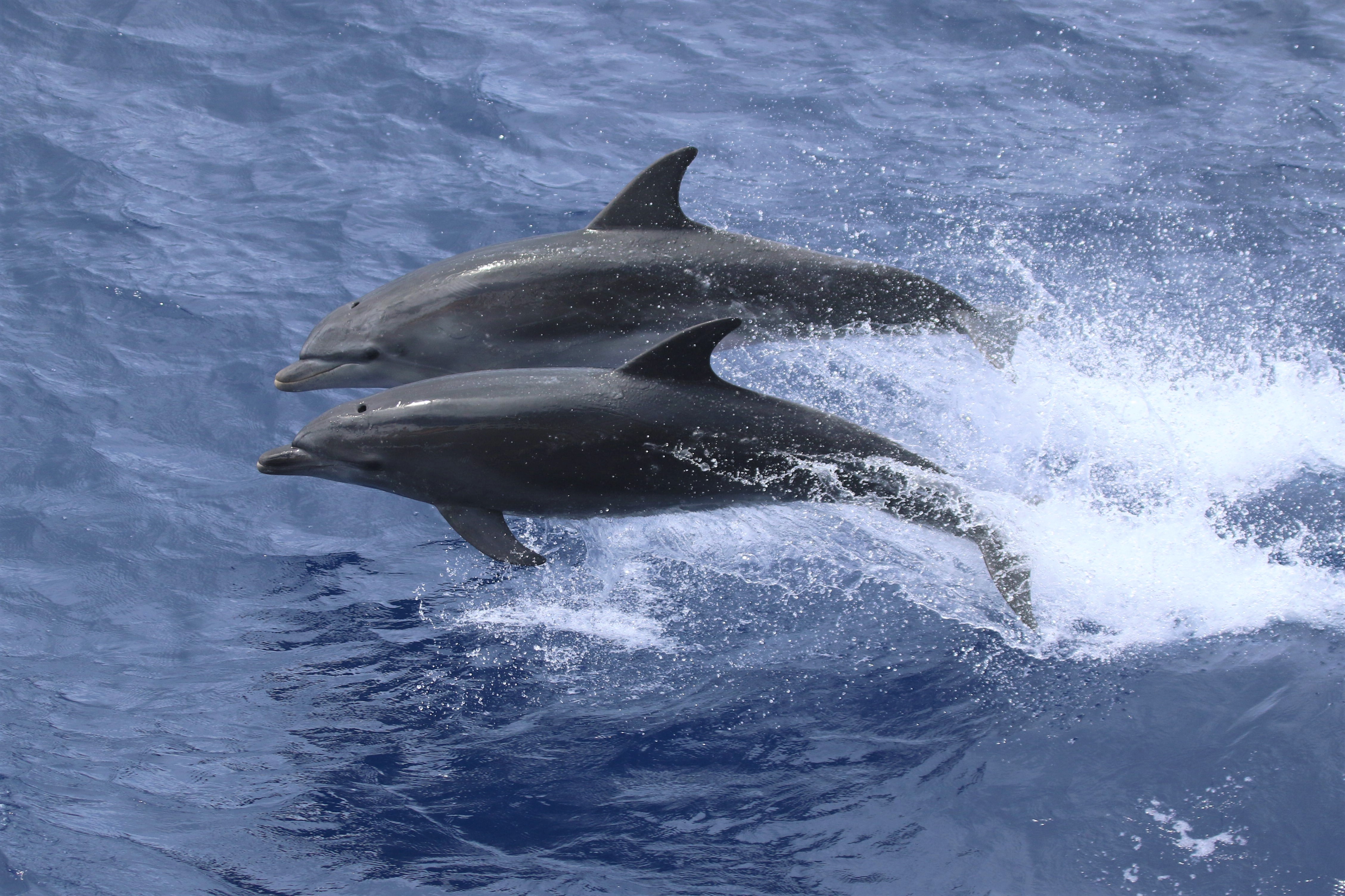 Bottlenosed dolphin live in the waters around Tristan da Cunha (Andy Schofield/RSPB Images/PA)