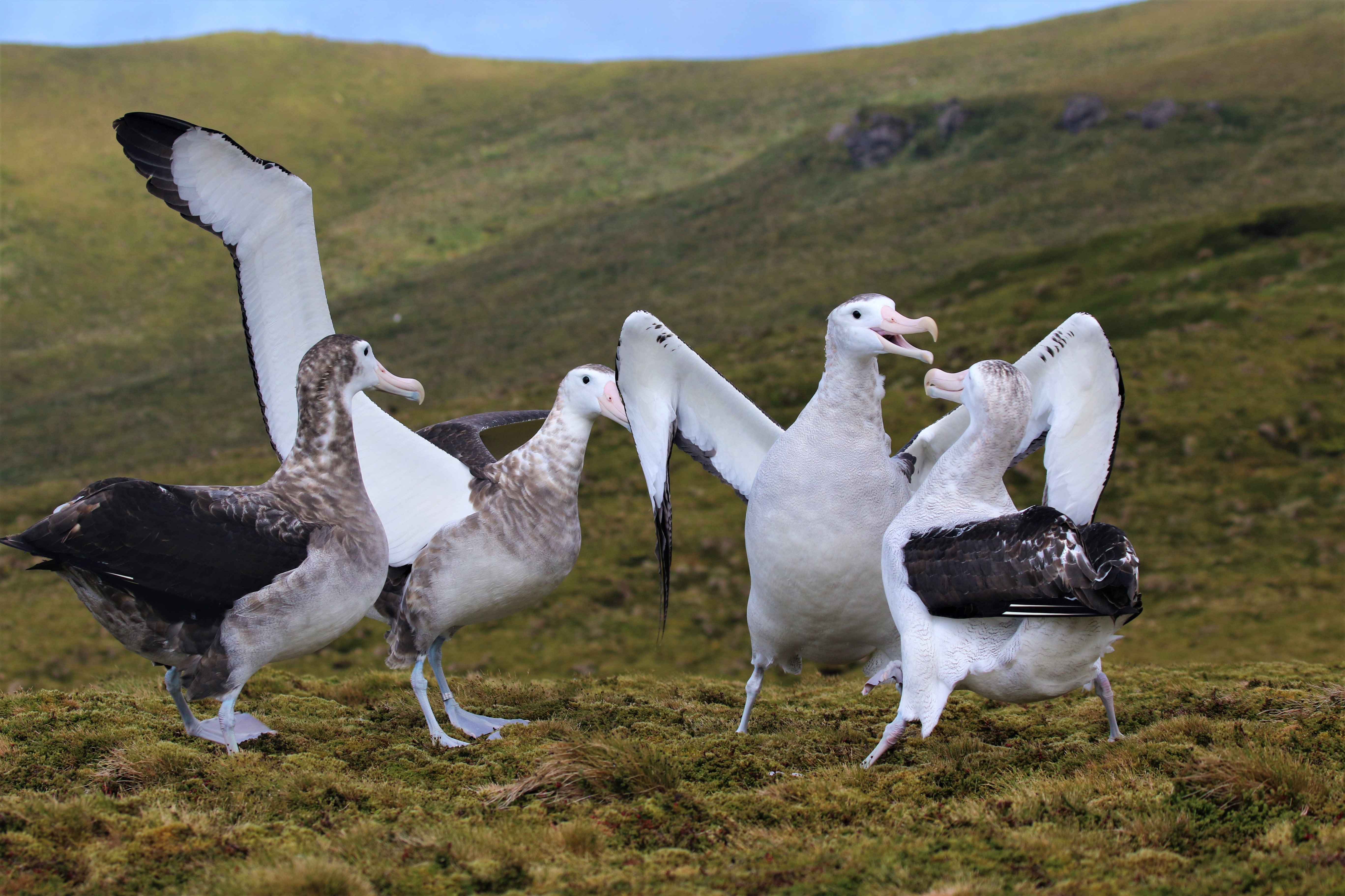 Tristan Albatross are among the birds who make the archipelago their home (Andy Schofield/RSPB Images/PA)