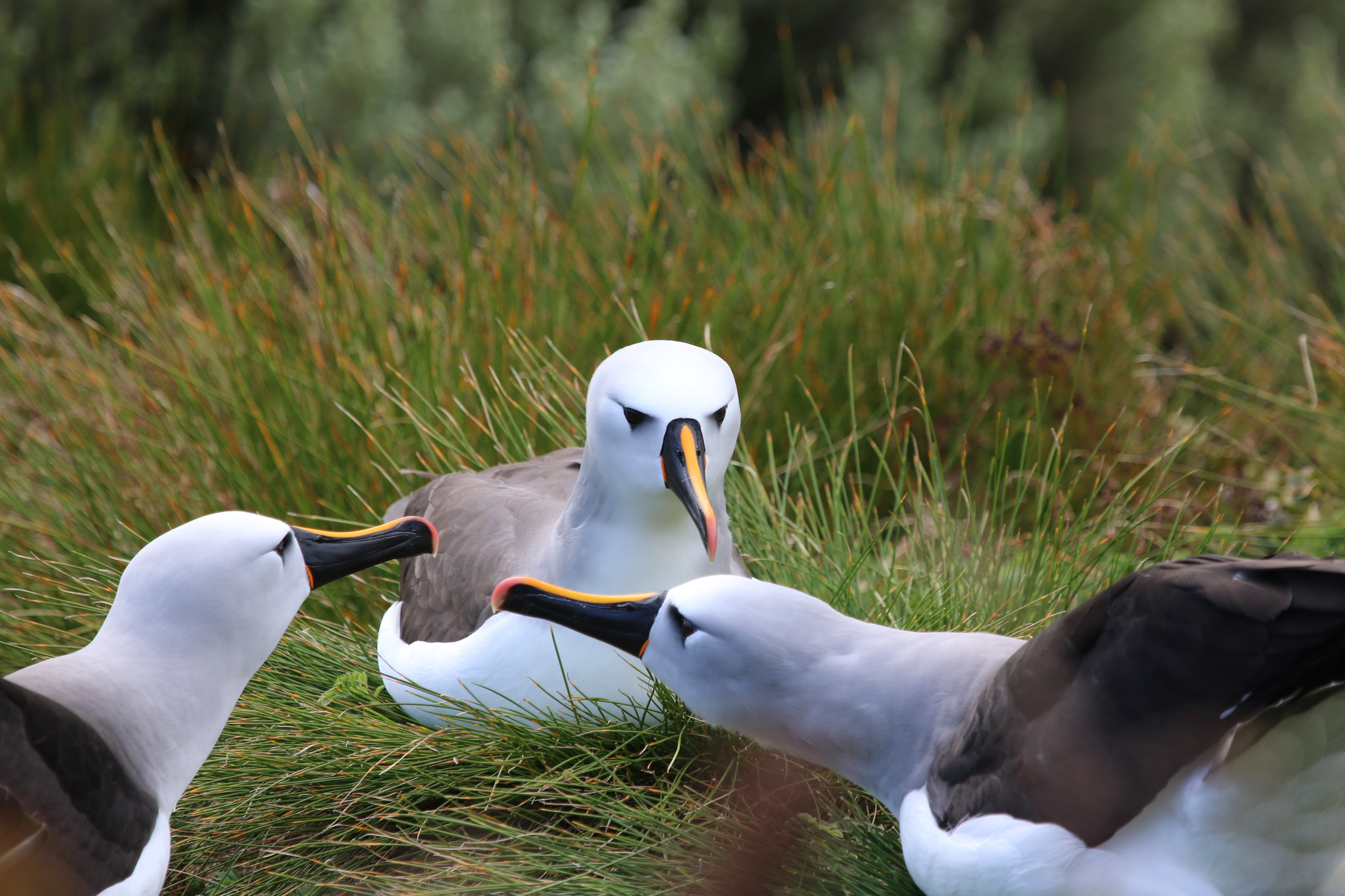 Atlantic yellow-nosed albatross are among the millions of seabirds who nest on the islands of Tristan da Cunha (Andy Schofield/RSPB Images/PA)