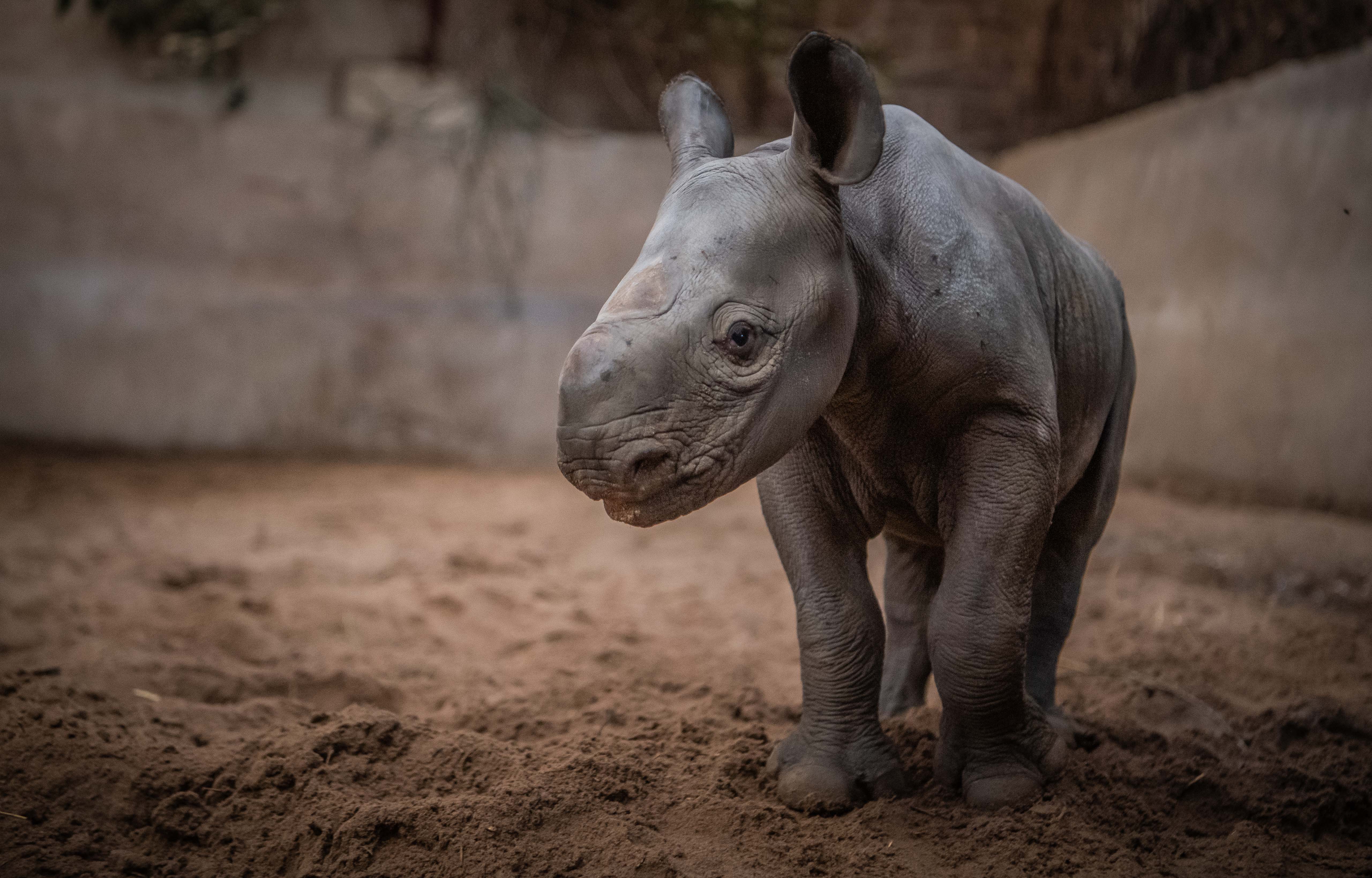 A baby rhino born at Chester Zoo