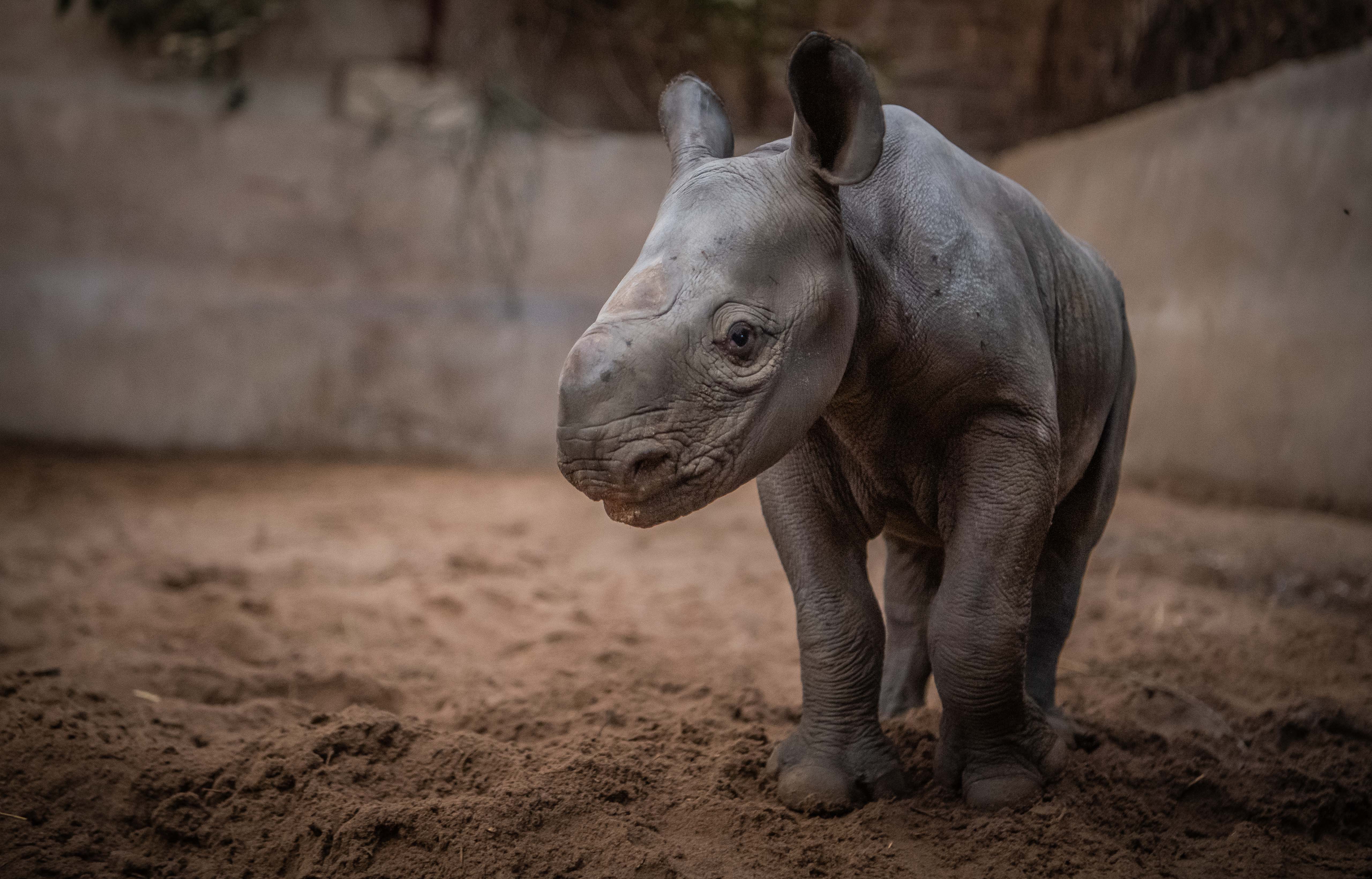 baby rhinoceros sound