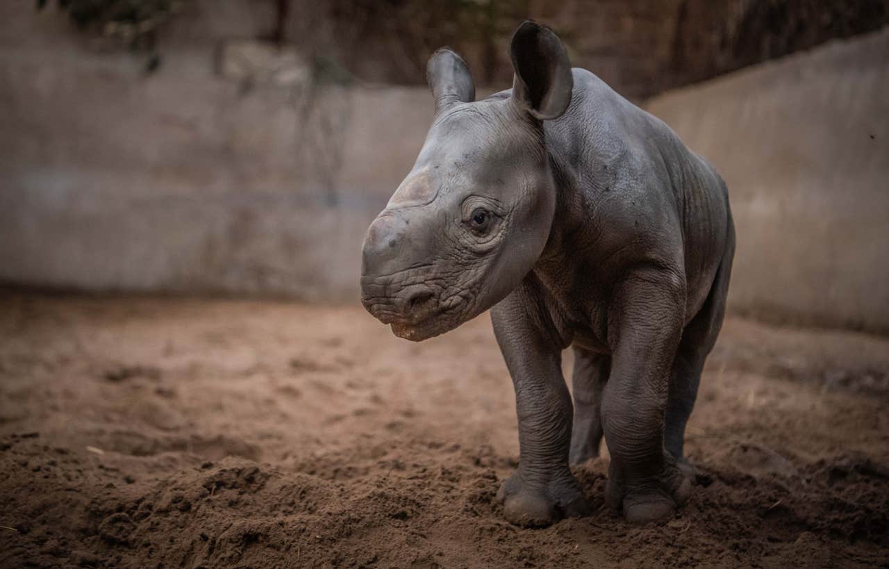 Birth of rare baby female rhino celebrated at Chester Zoo | Shropshire Star