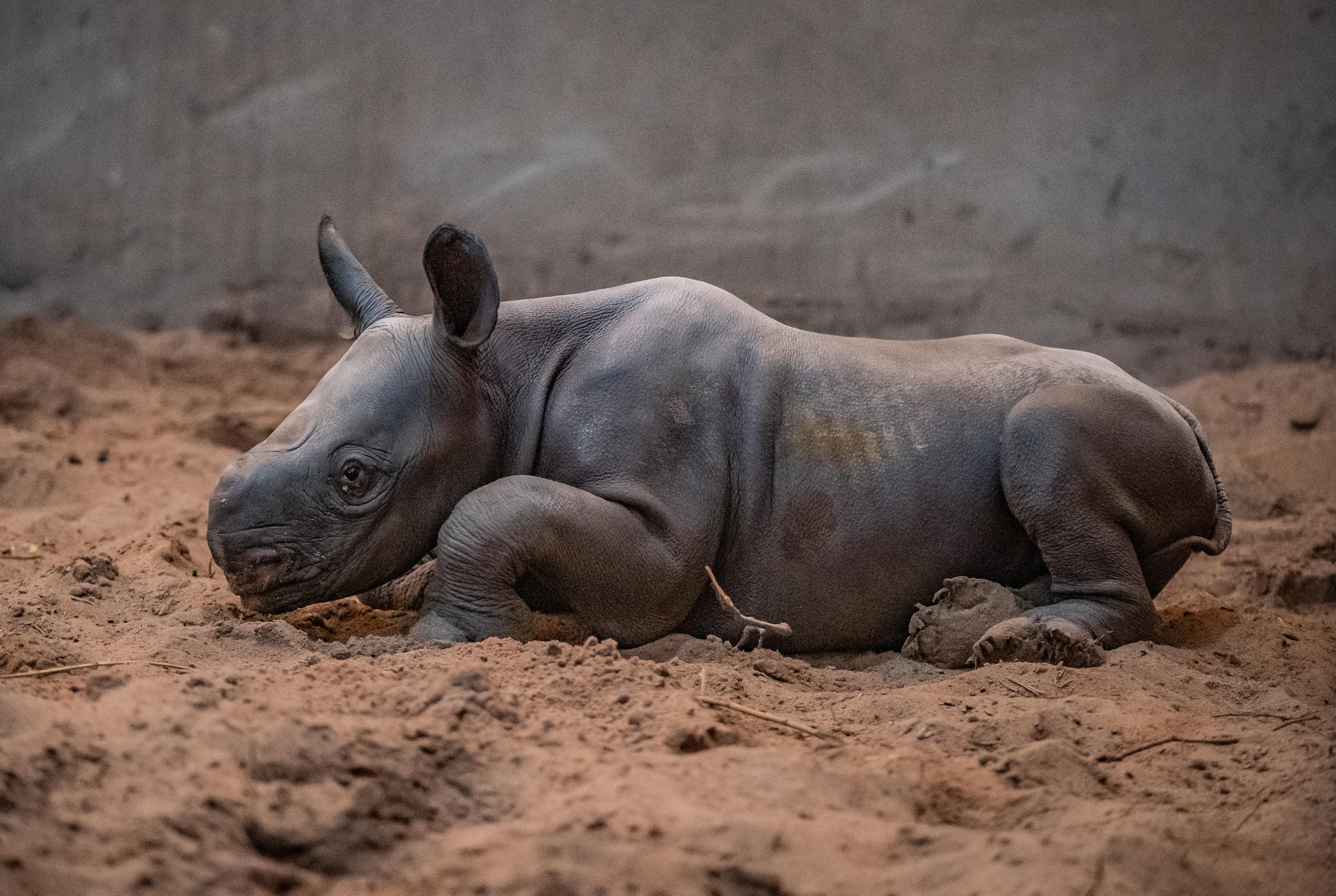 A baby rhino born at Chester Zoo