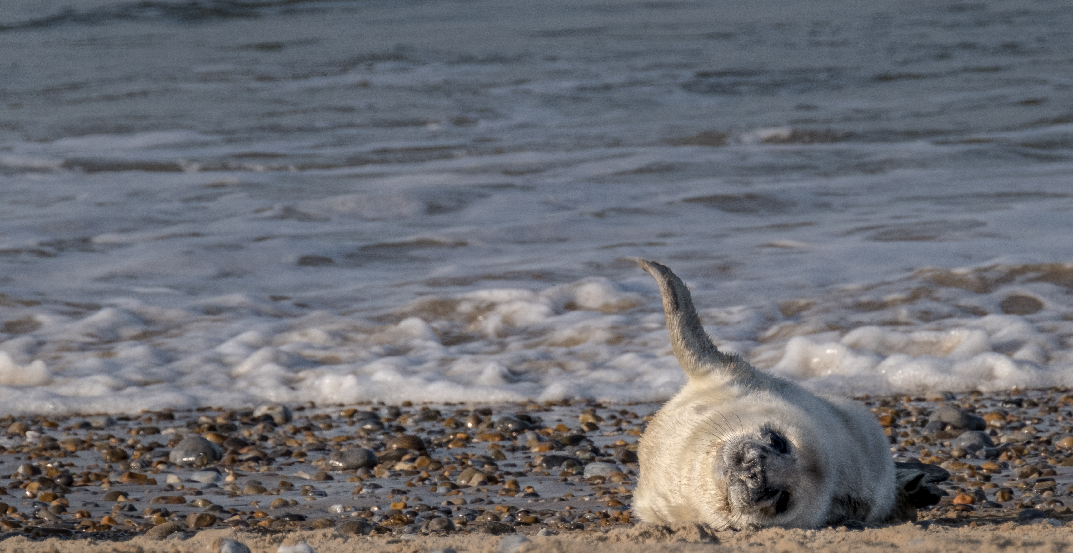 A new arrival at Blakeney Point in Norfolk, cared for by the National Trust (National Trust/Hanne Siebers/PA)