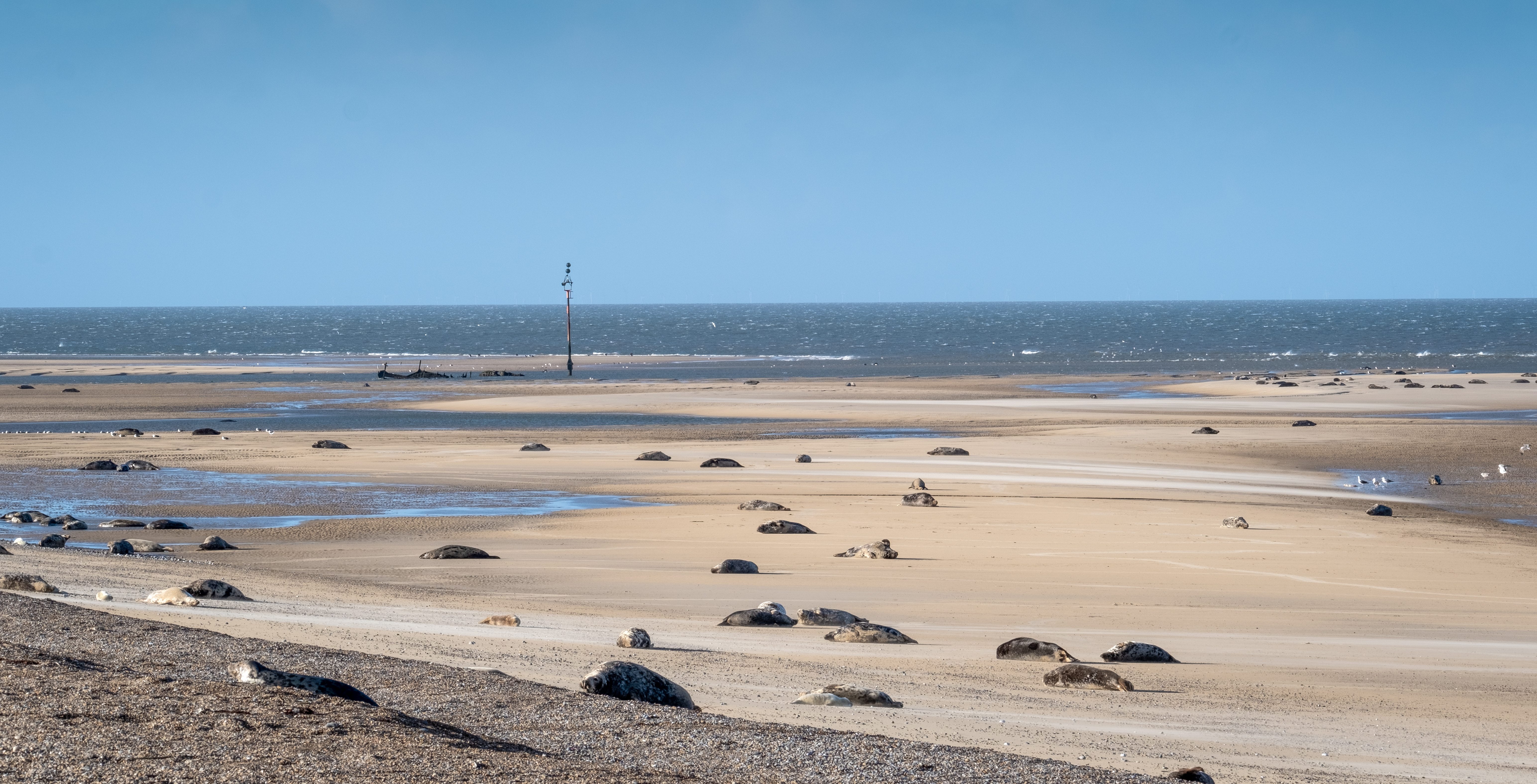 Blakeney Point is home to England's largest grey seal colony (National Trust Images/Hanne Siebers/PA)