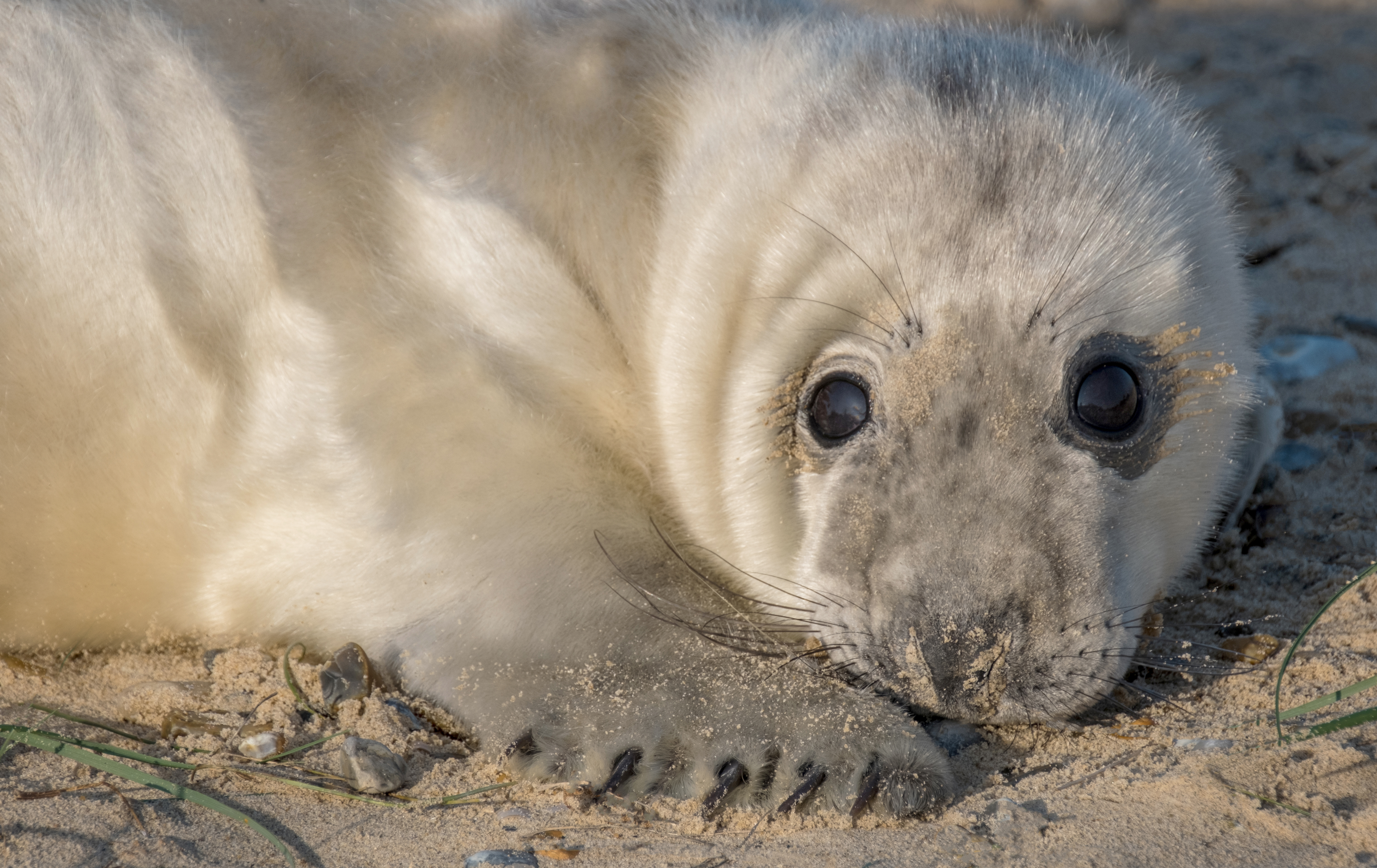 The National Trust is expecting 4,000 grey seal pups to be born at Blakeney this winter (National Trust/Hanne Siebers/PA)