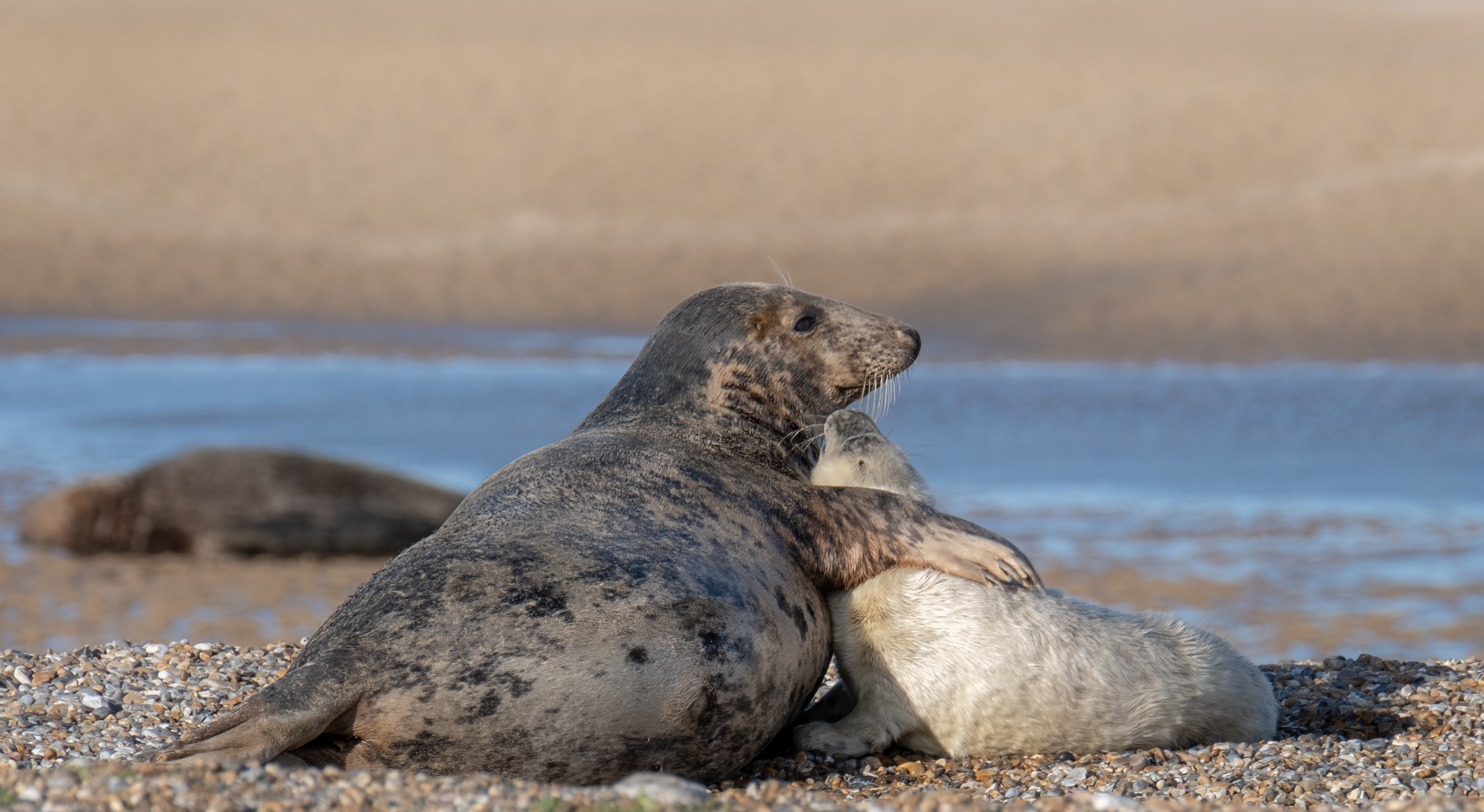 Mother and pup at Blakeney Point (National Trust Images/Hanne Siebers/PA)