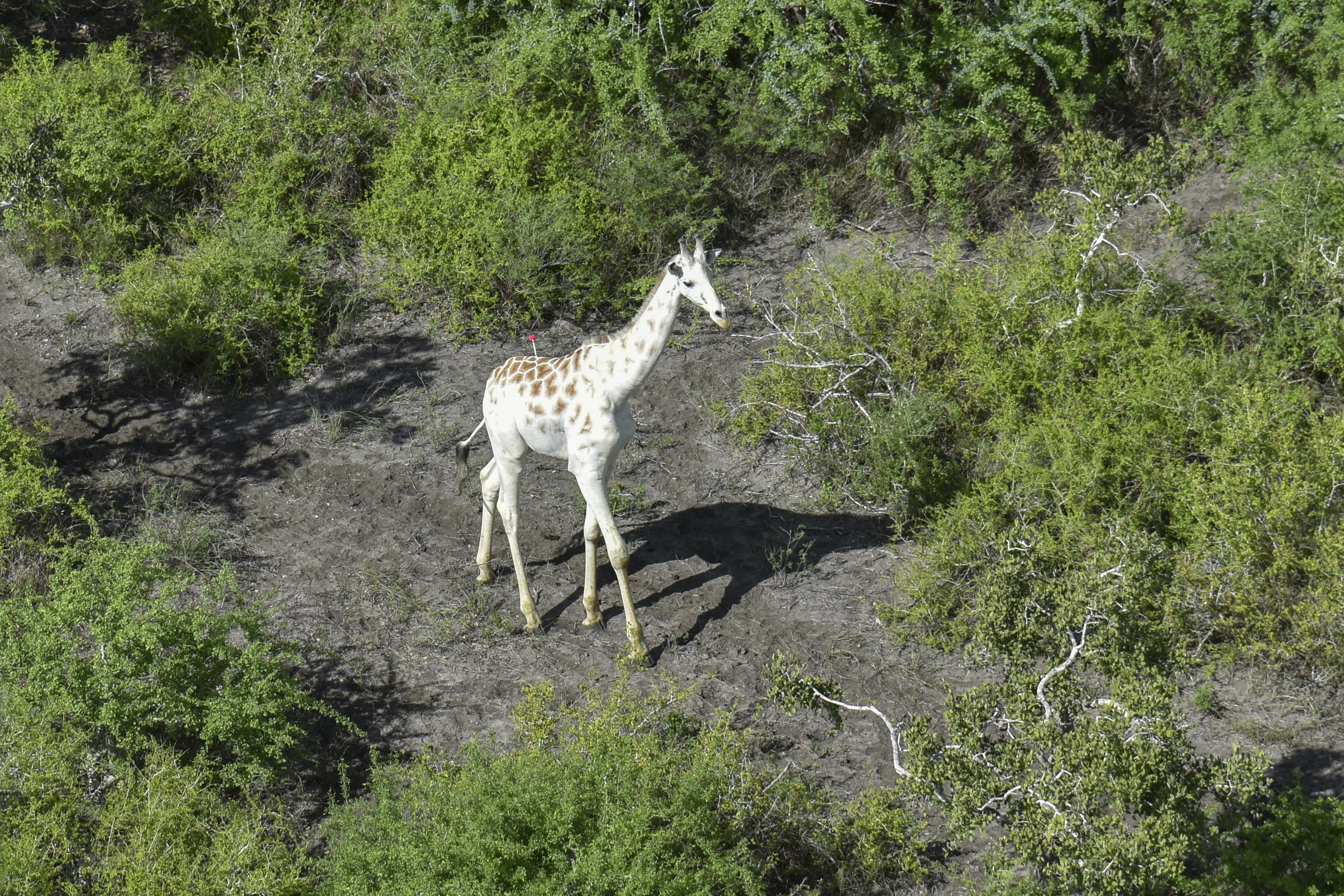 A male giraffe with a rare genetic trait called leucism that causes a white colour 