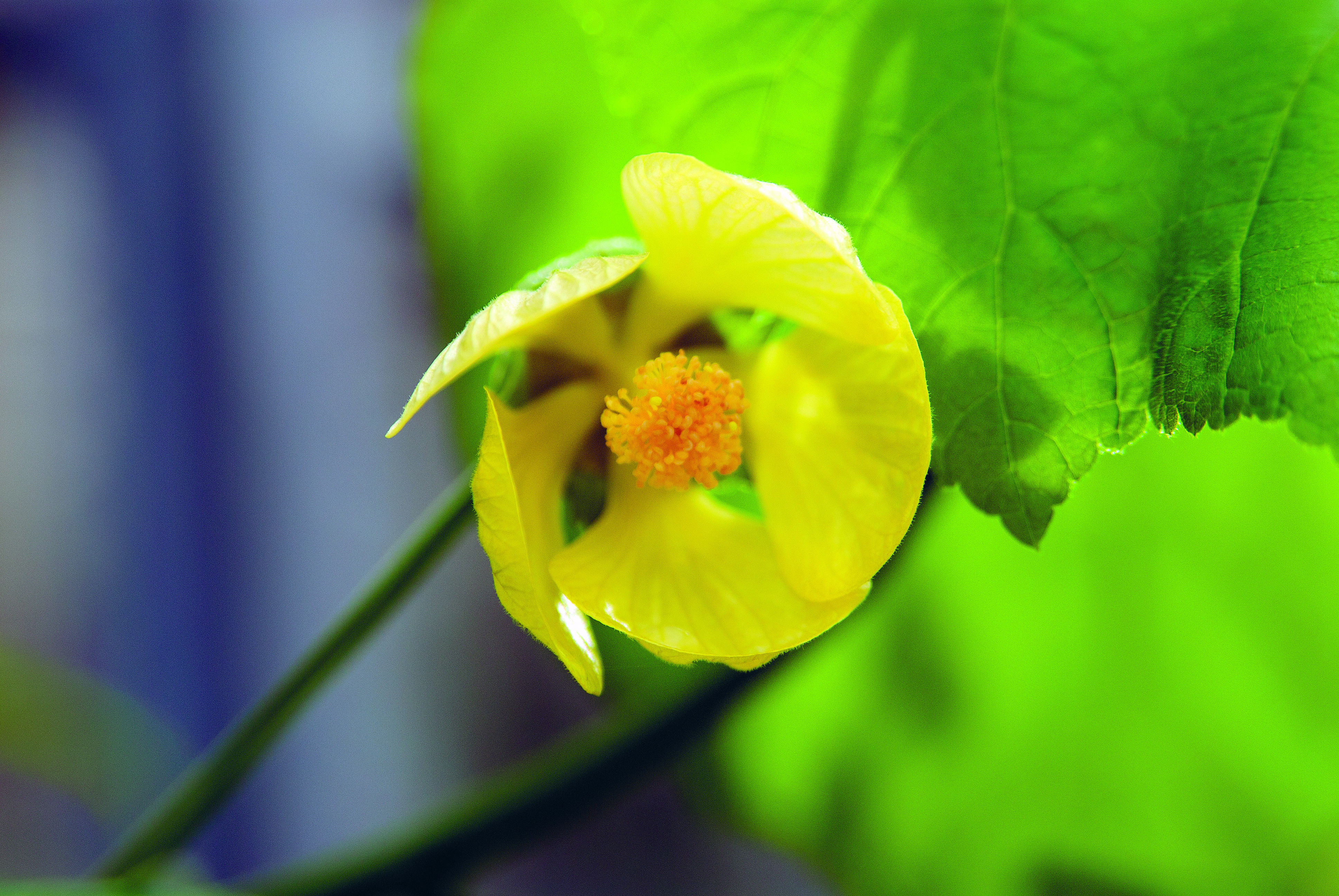 The only known wild species of Abutilon pitcairnense was wiped off Pitcairn Island after a landslide (Marcella Corcoran/RBG Kew/PA)
